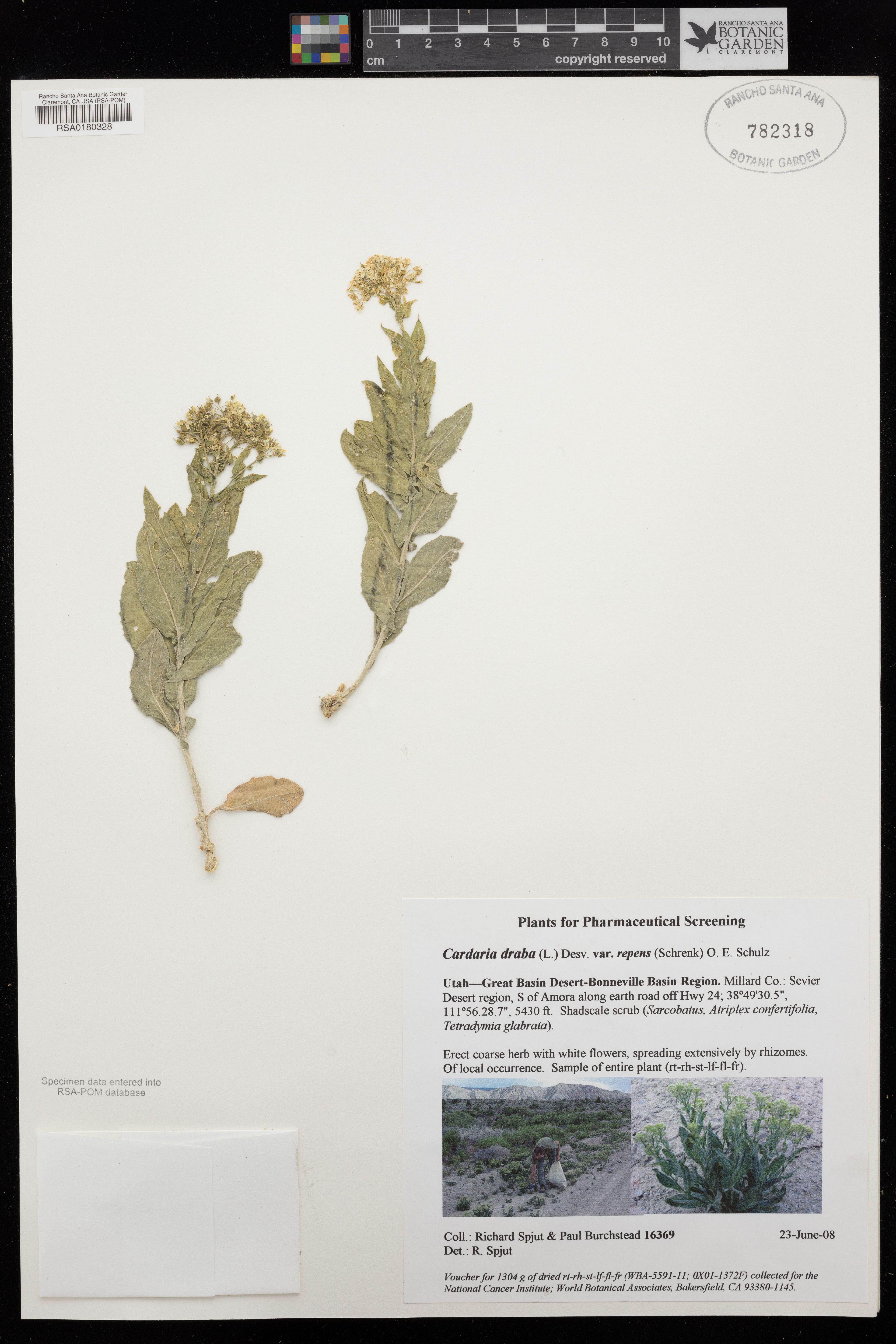 Cardaria draba - 2