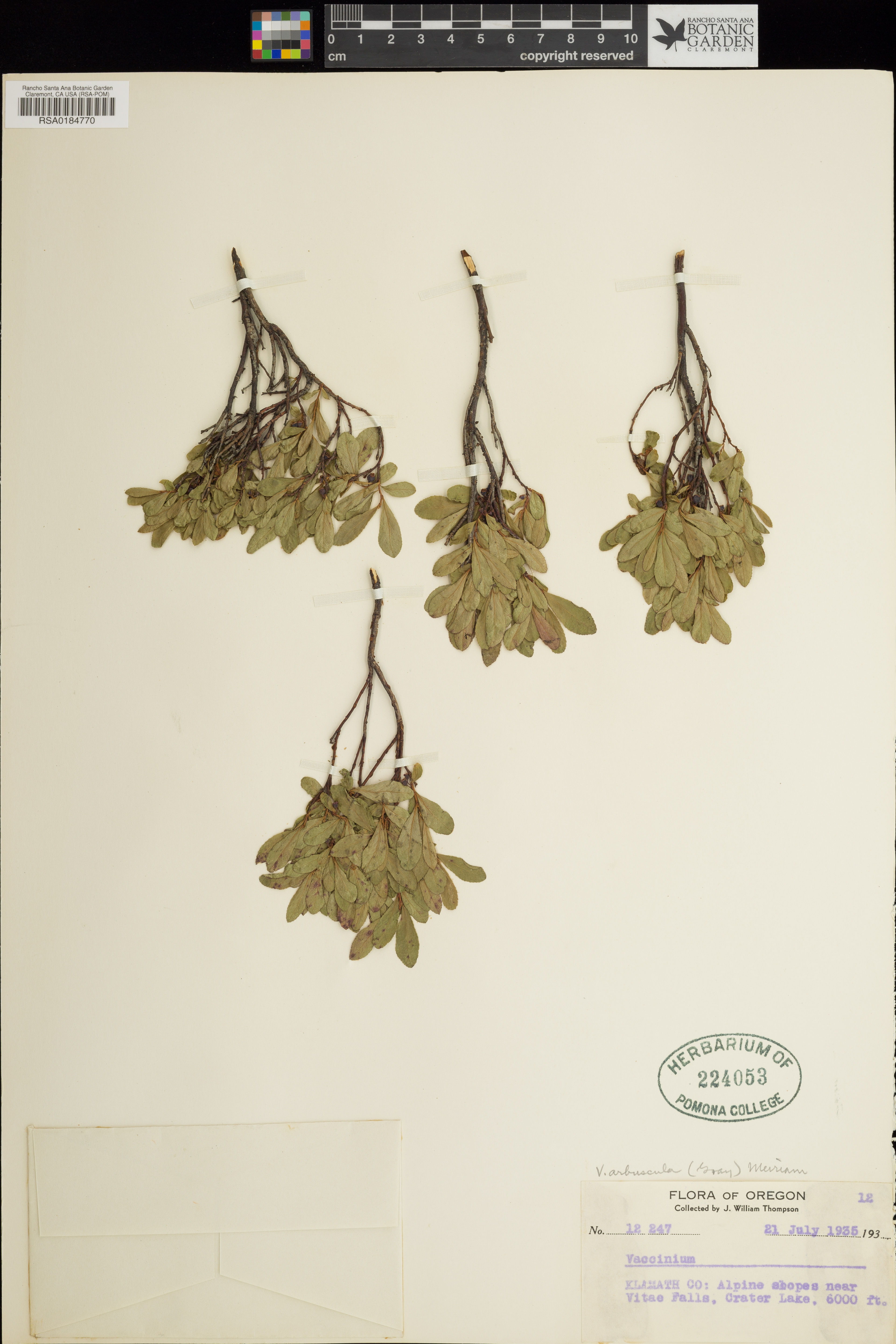 Vaccinium arbuscula - 45