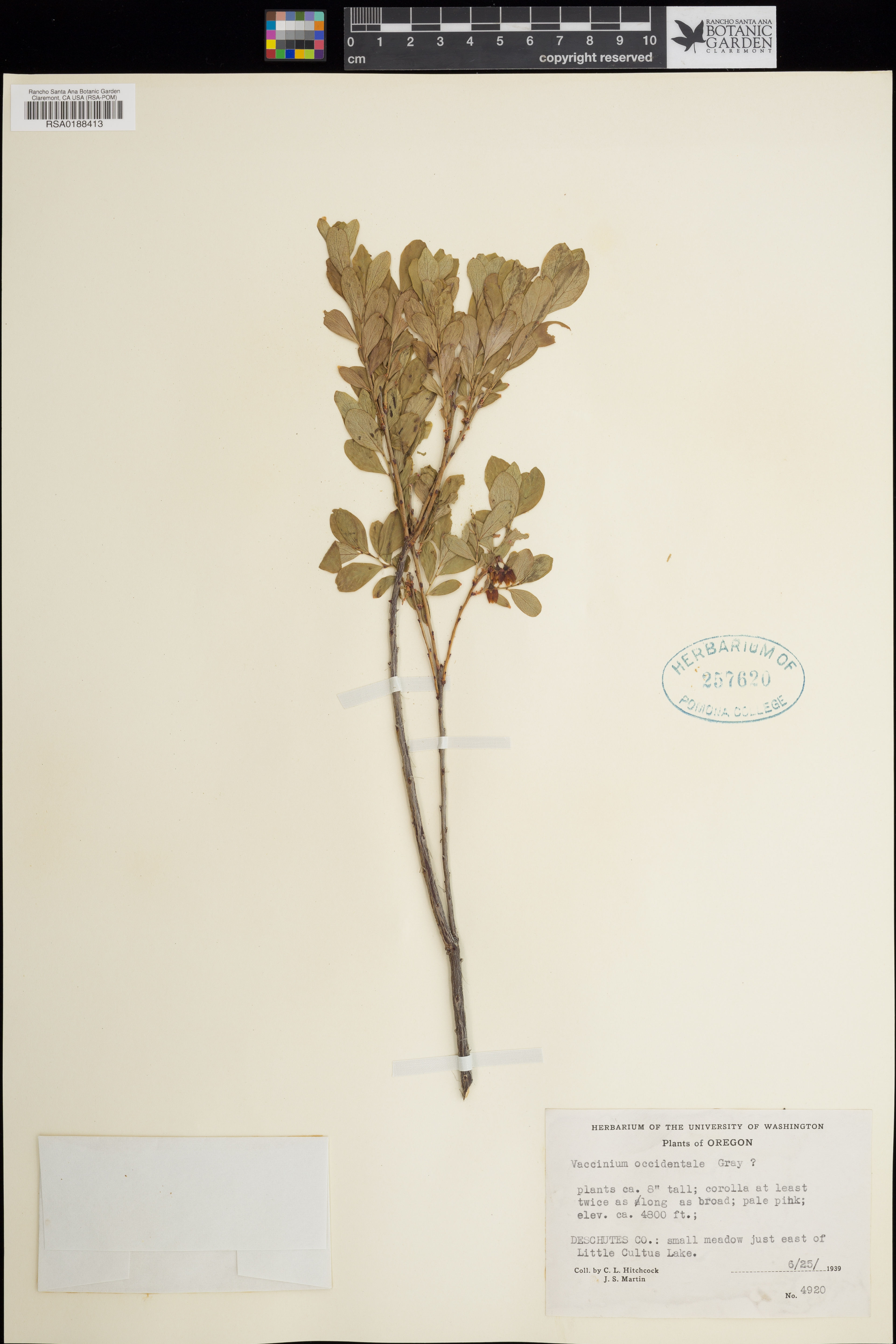 Vaccinium occidentale - 45