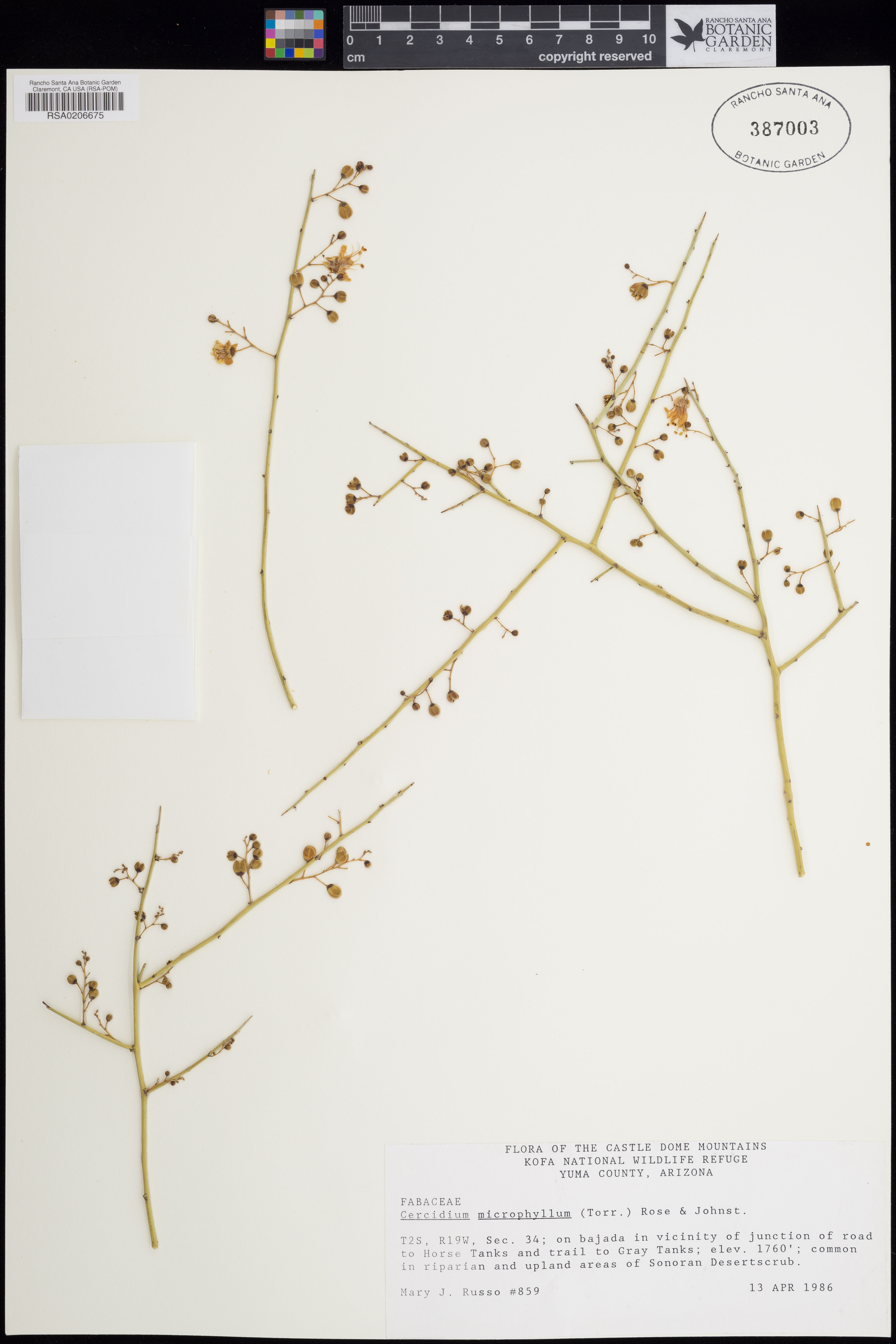 Cercidium microphyllum - 15