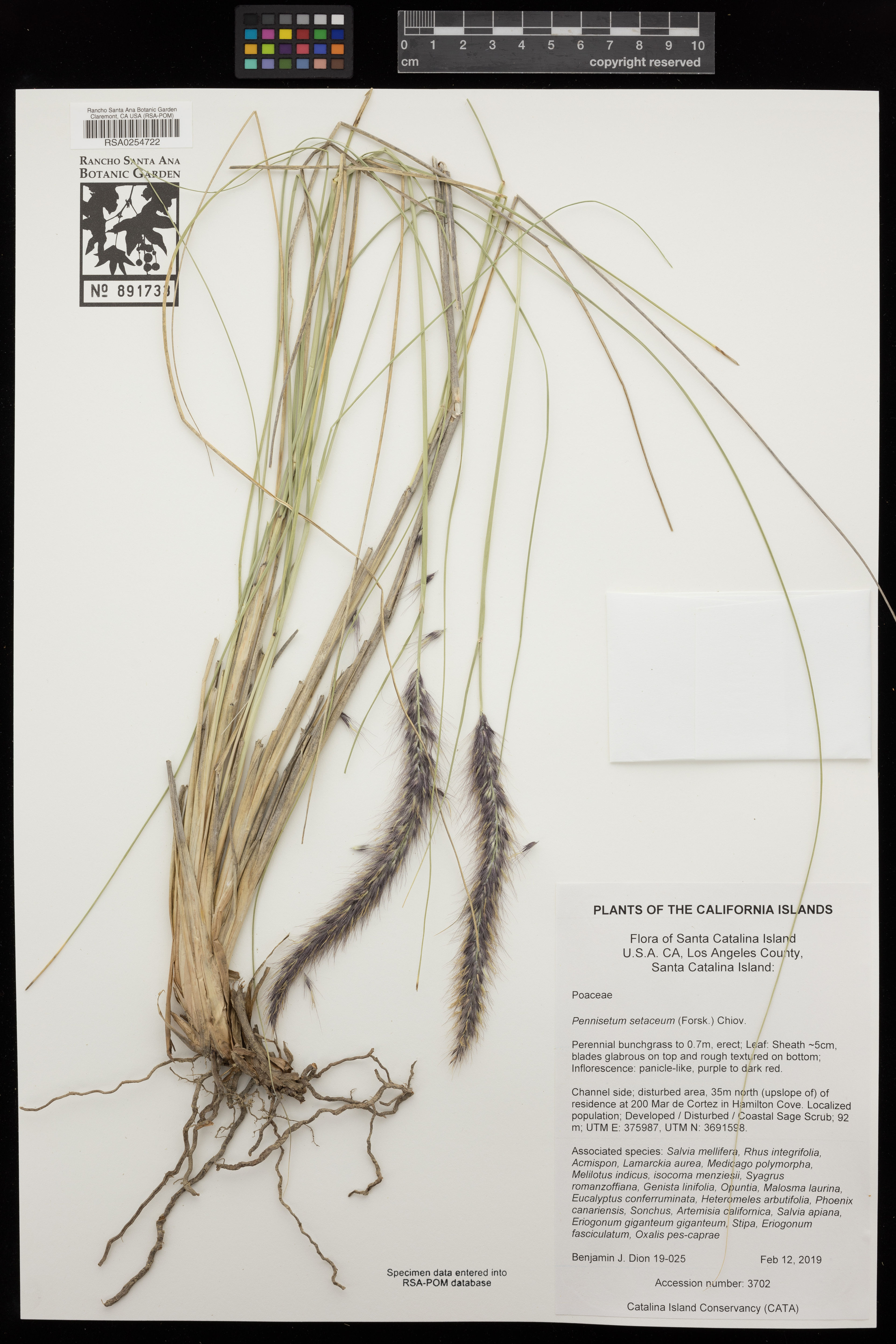 Pennisetum setaceum - 16