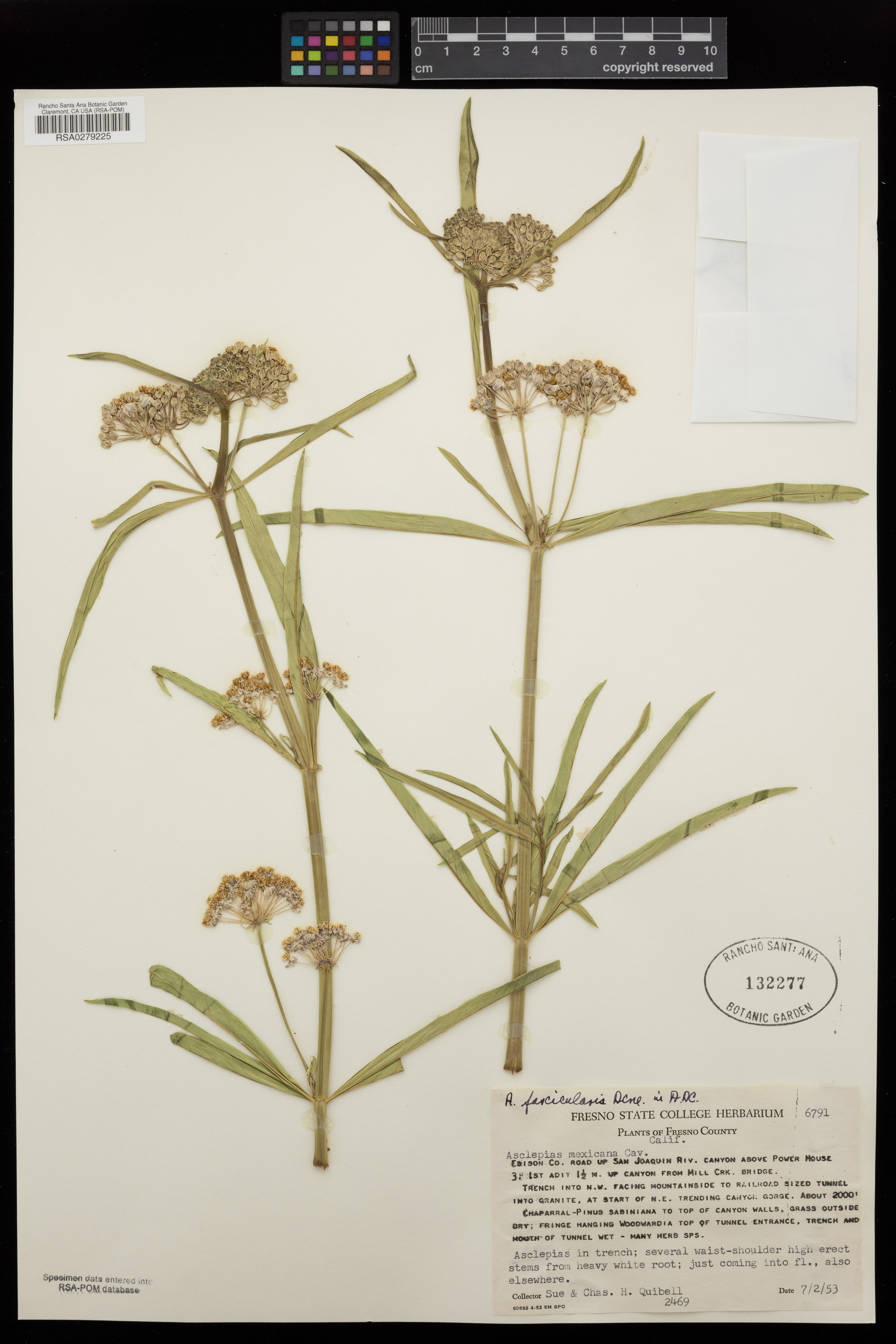 Asclepias mexicana - 148