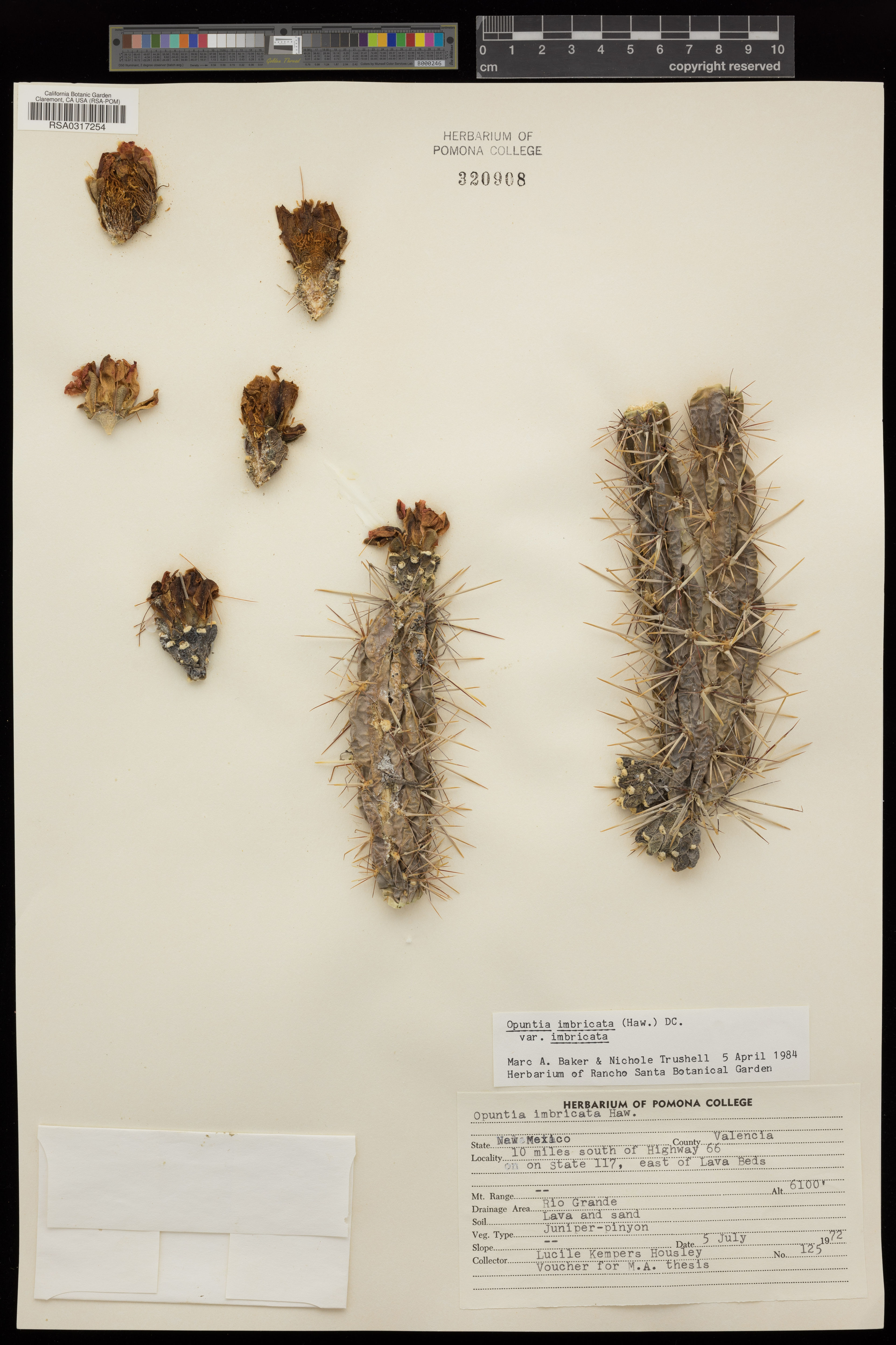 Opuntia imbricata - 63