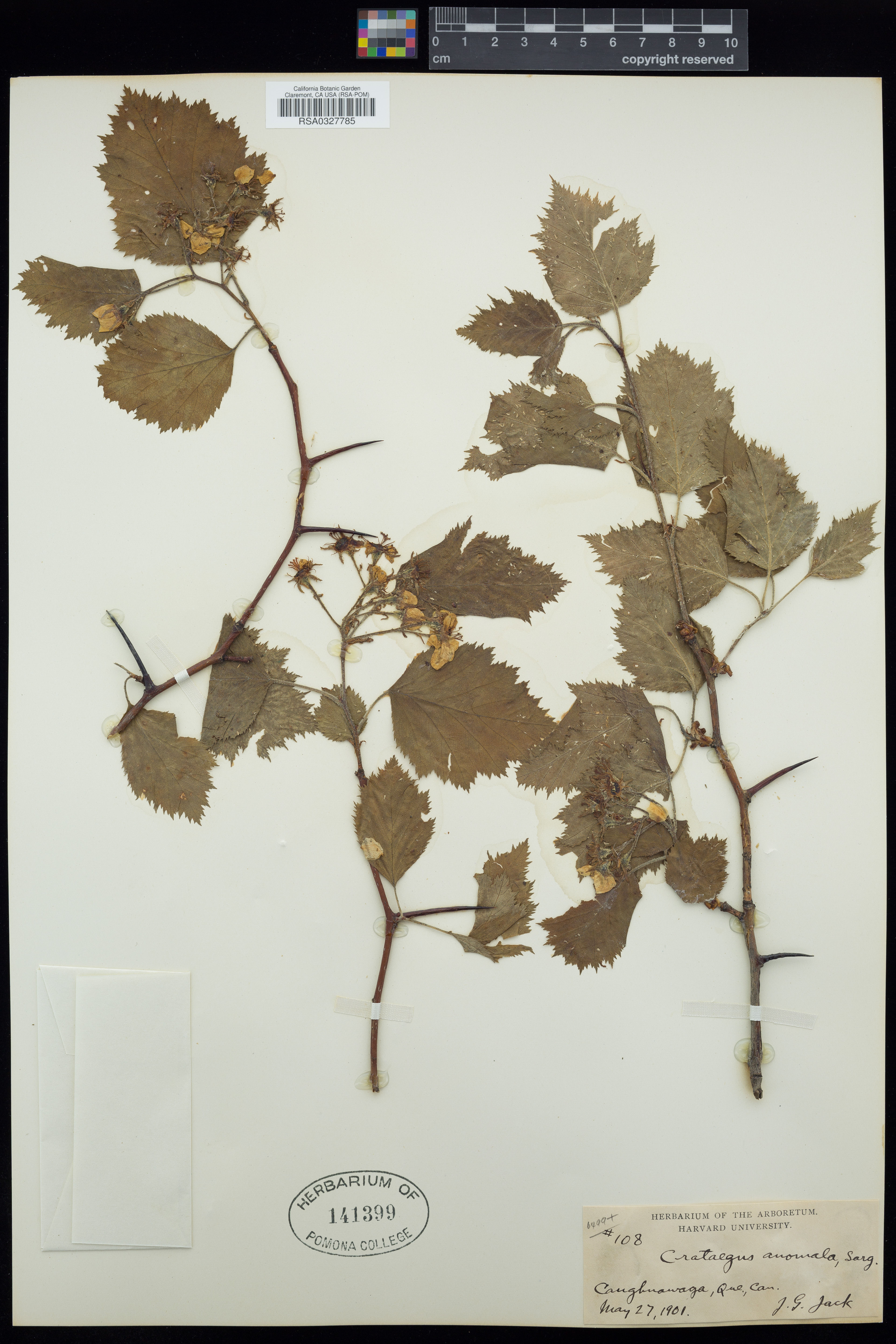 Crataegus anomala - 25