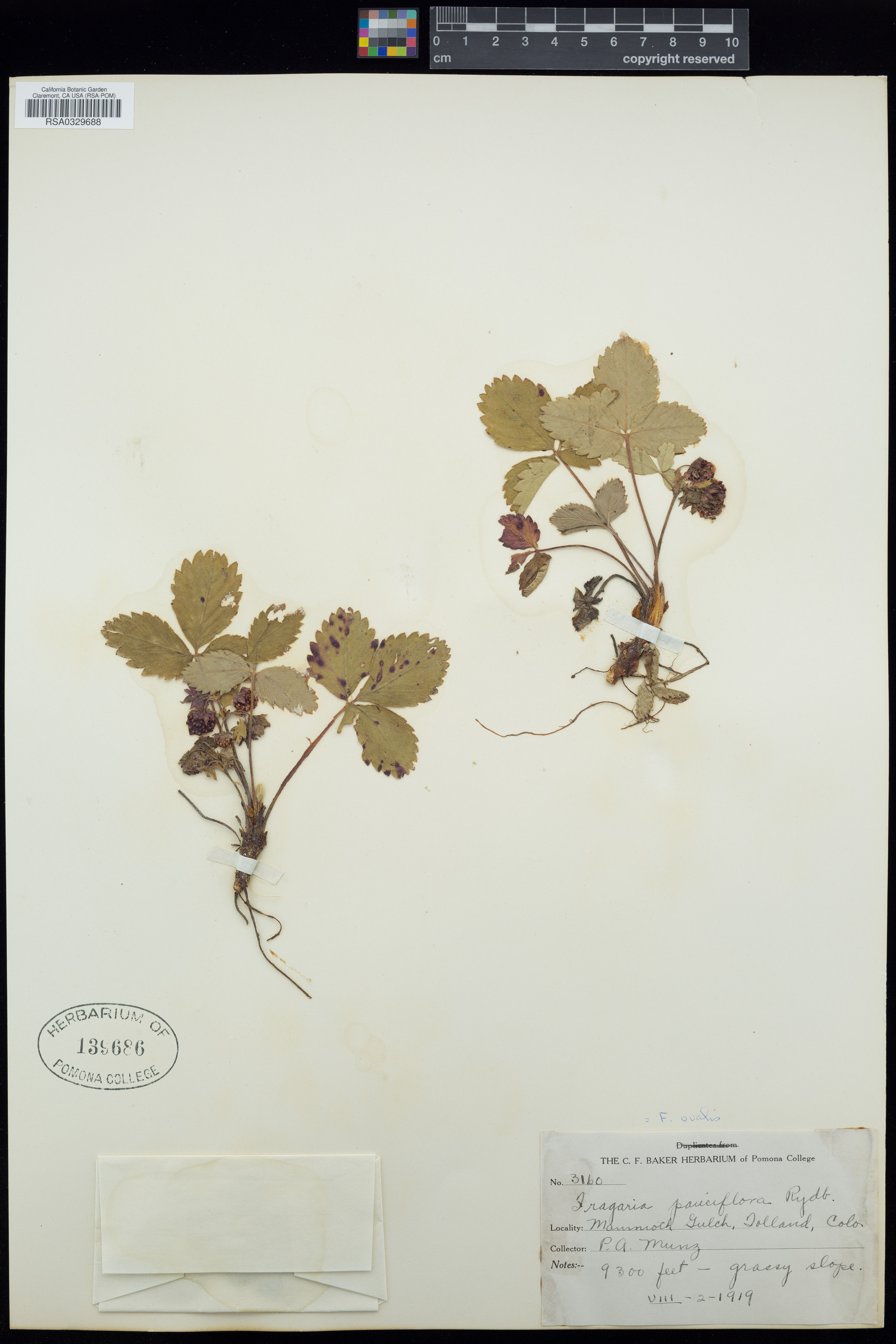 Fragaria ovalis - 57