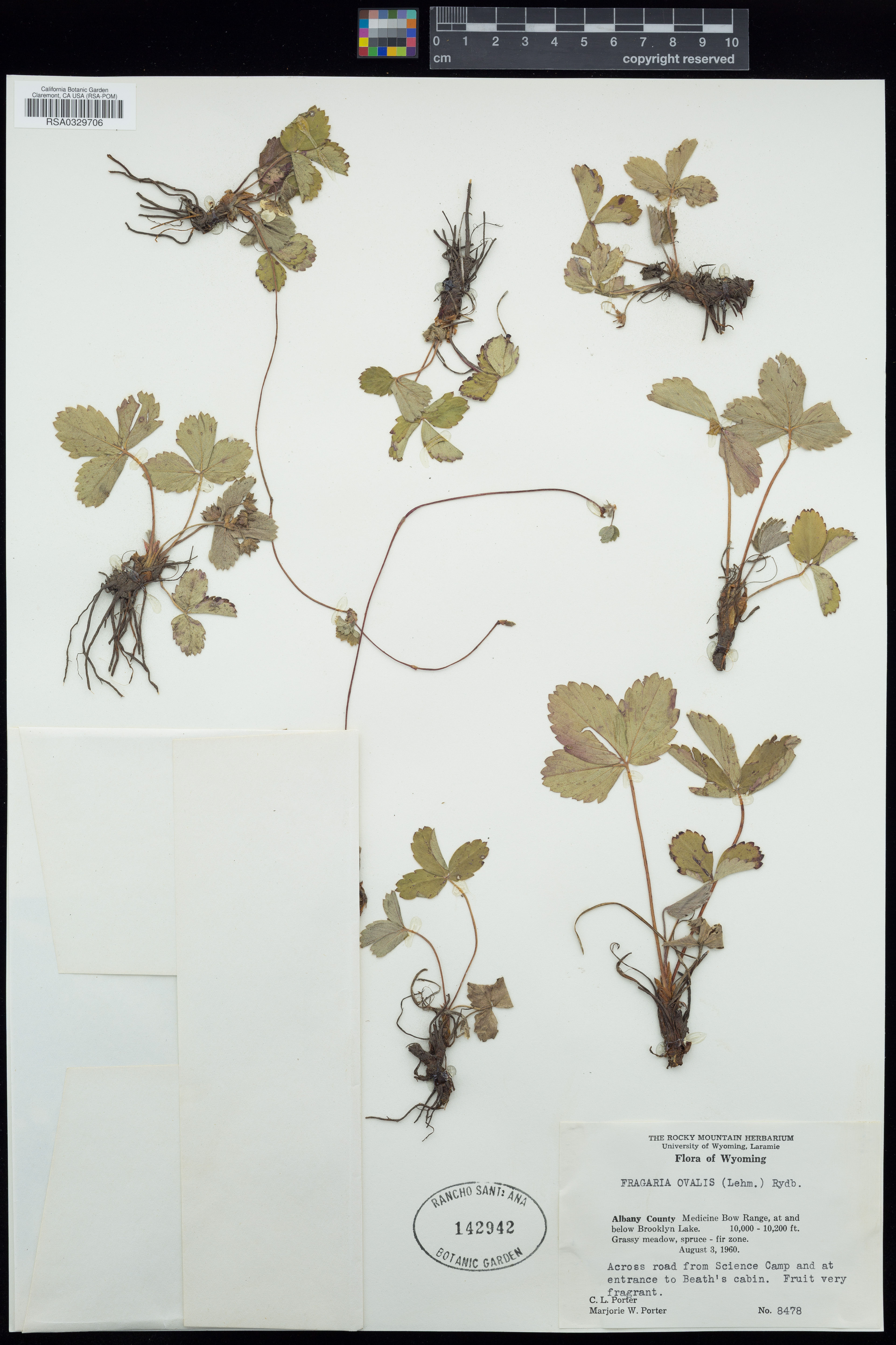 Fragaria ovalis - 9