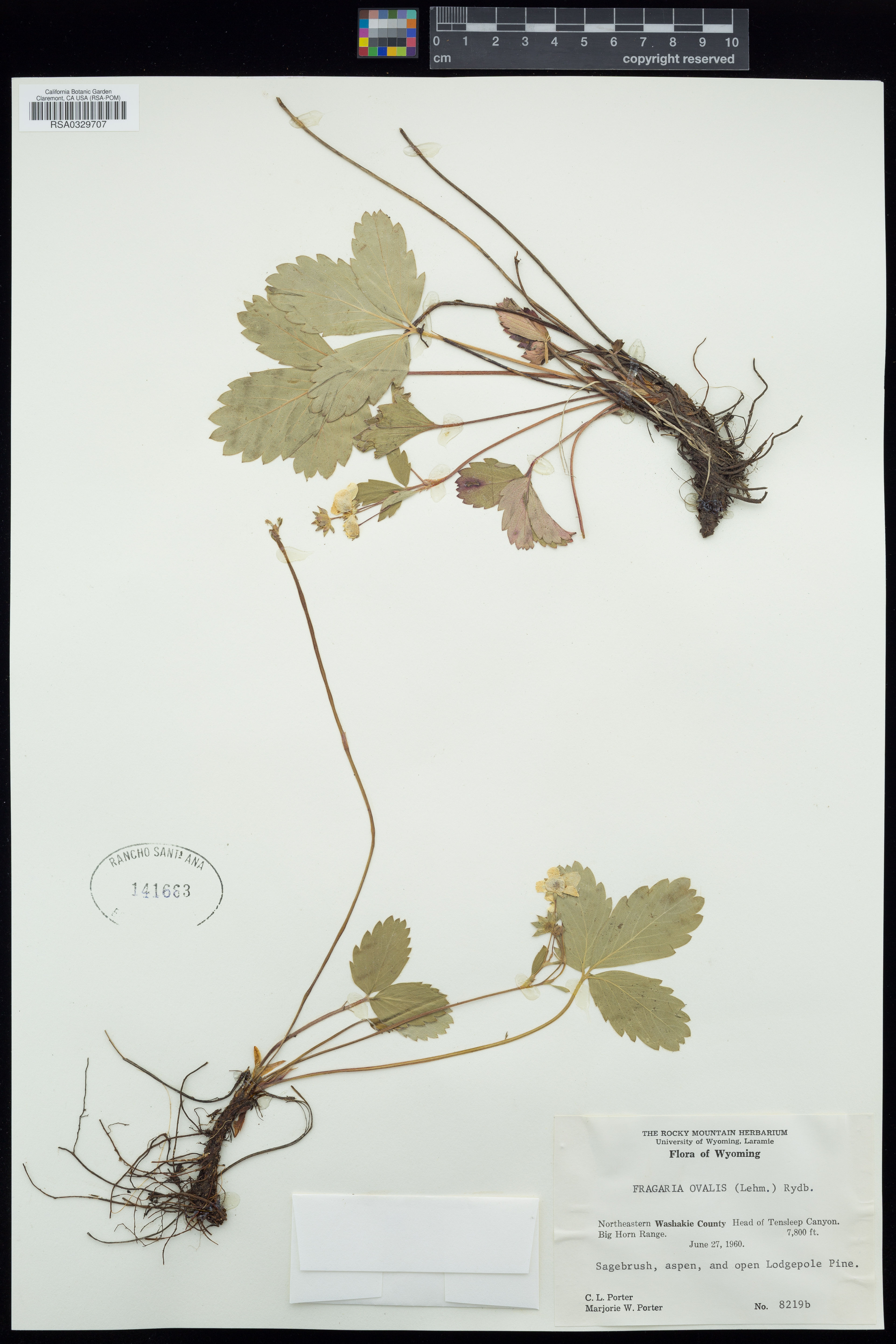 Fragaria ovalis - 39