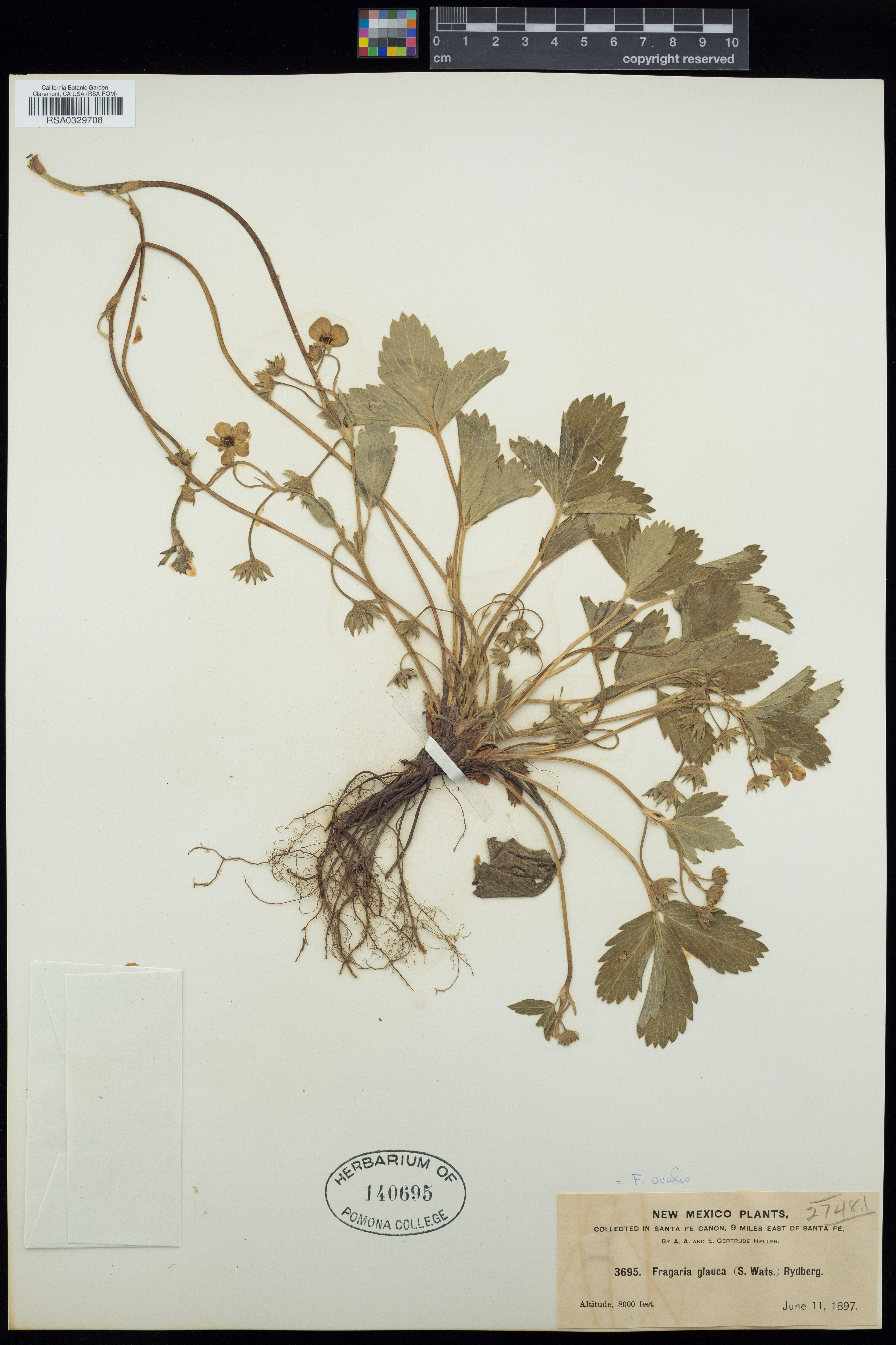 Fragaria ovalis - 18