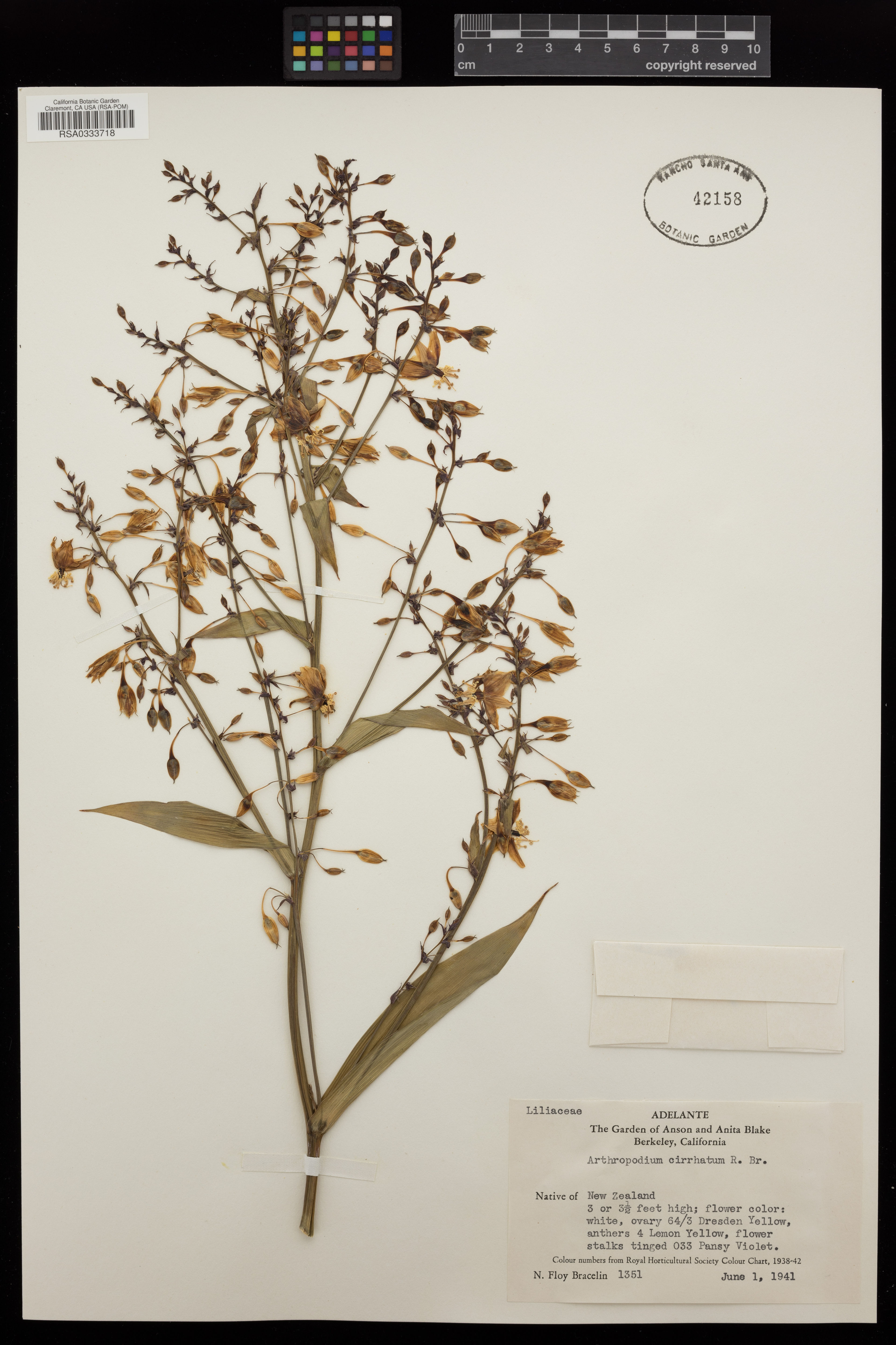 Arthropodium cirrhatum - 7