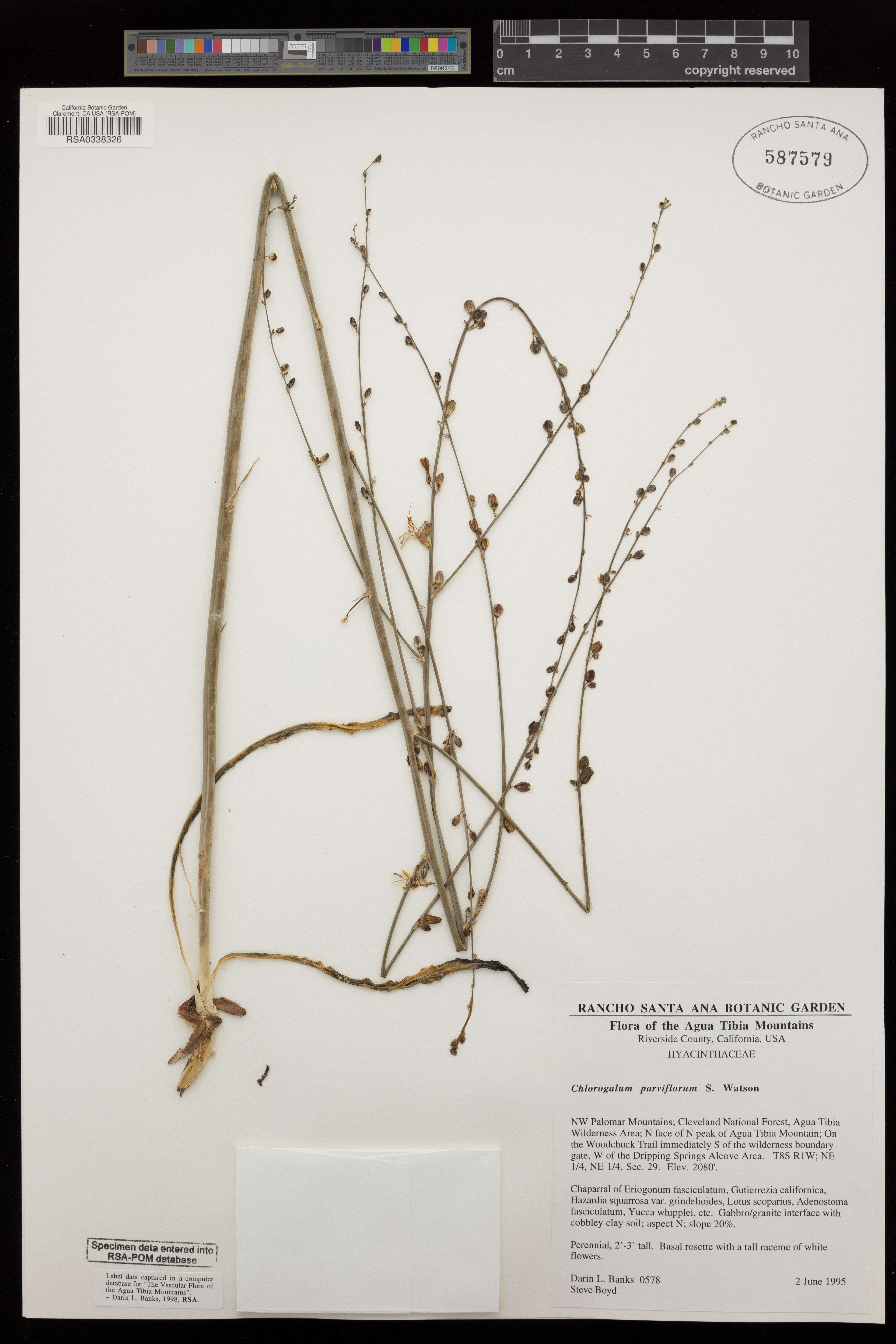 Chlorogalum parviflorum - 23