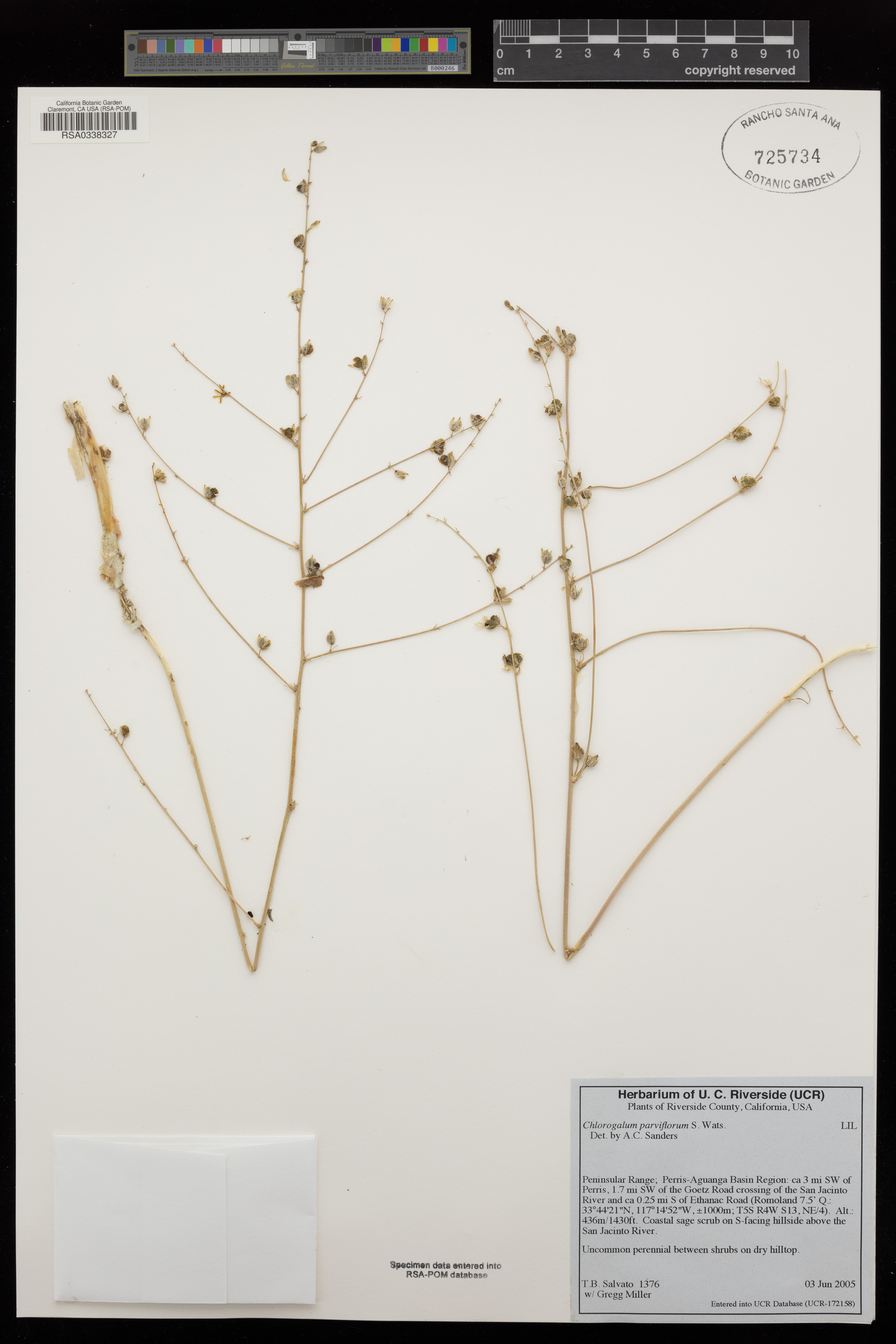 Chlorogalum parviflorum - 22