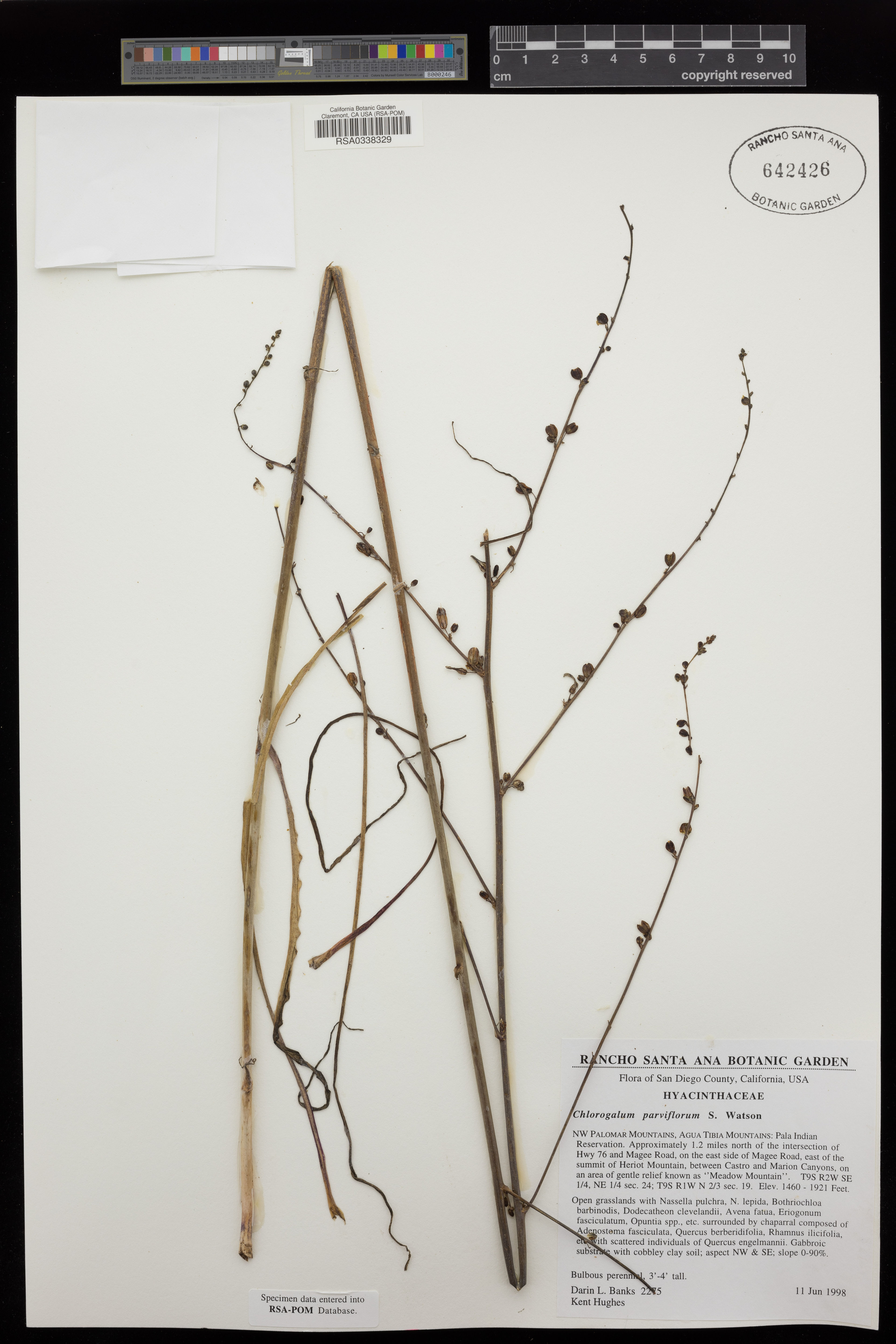Chlorogalum parviflorum - 38