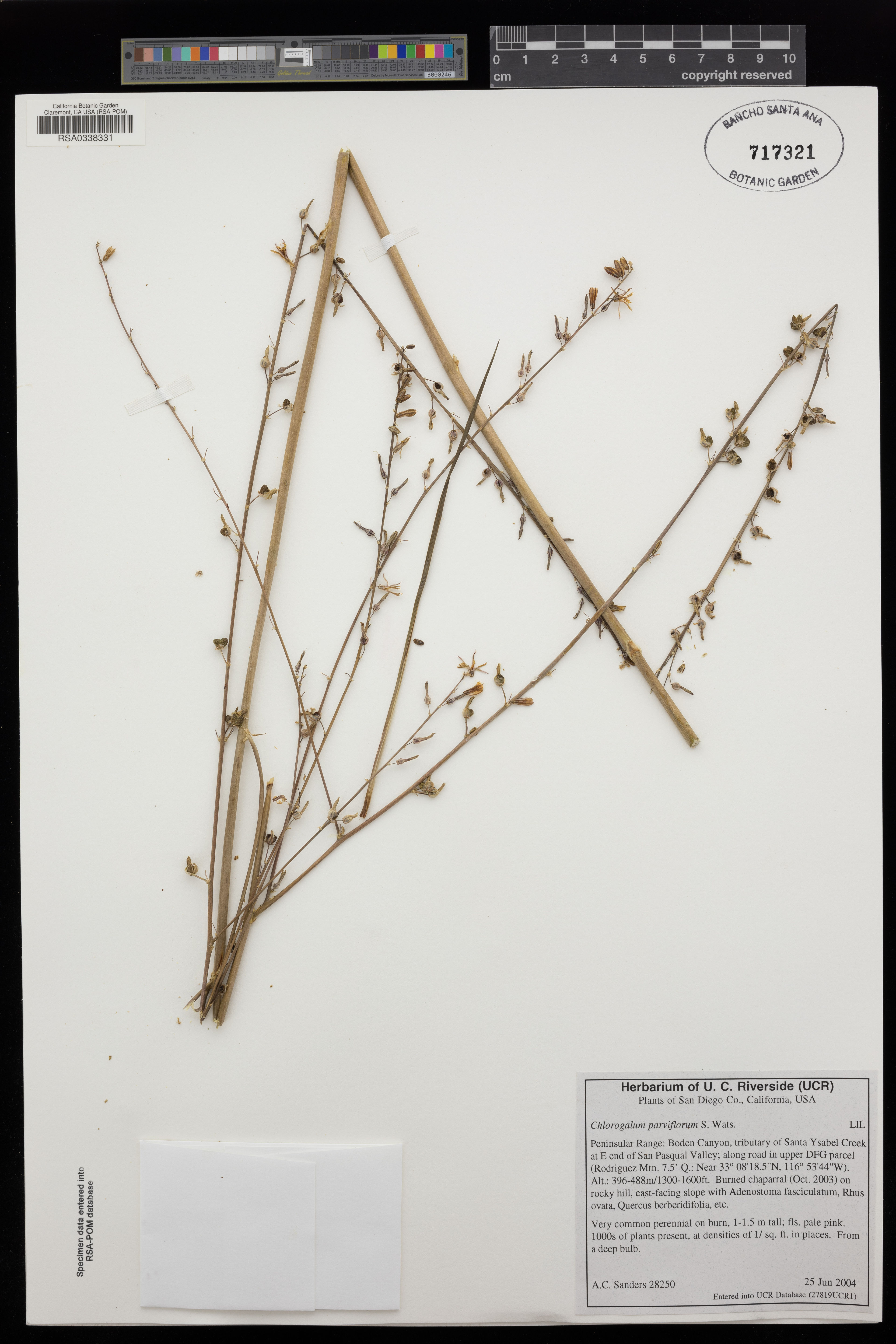 Chlorogalum parviflorum - 15