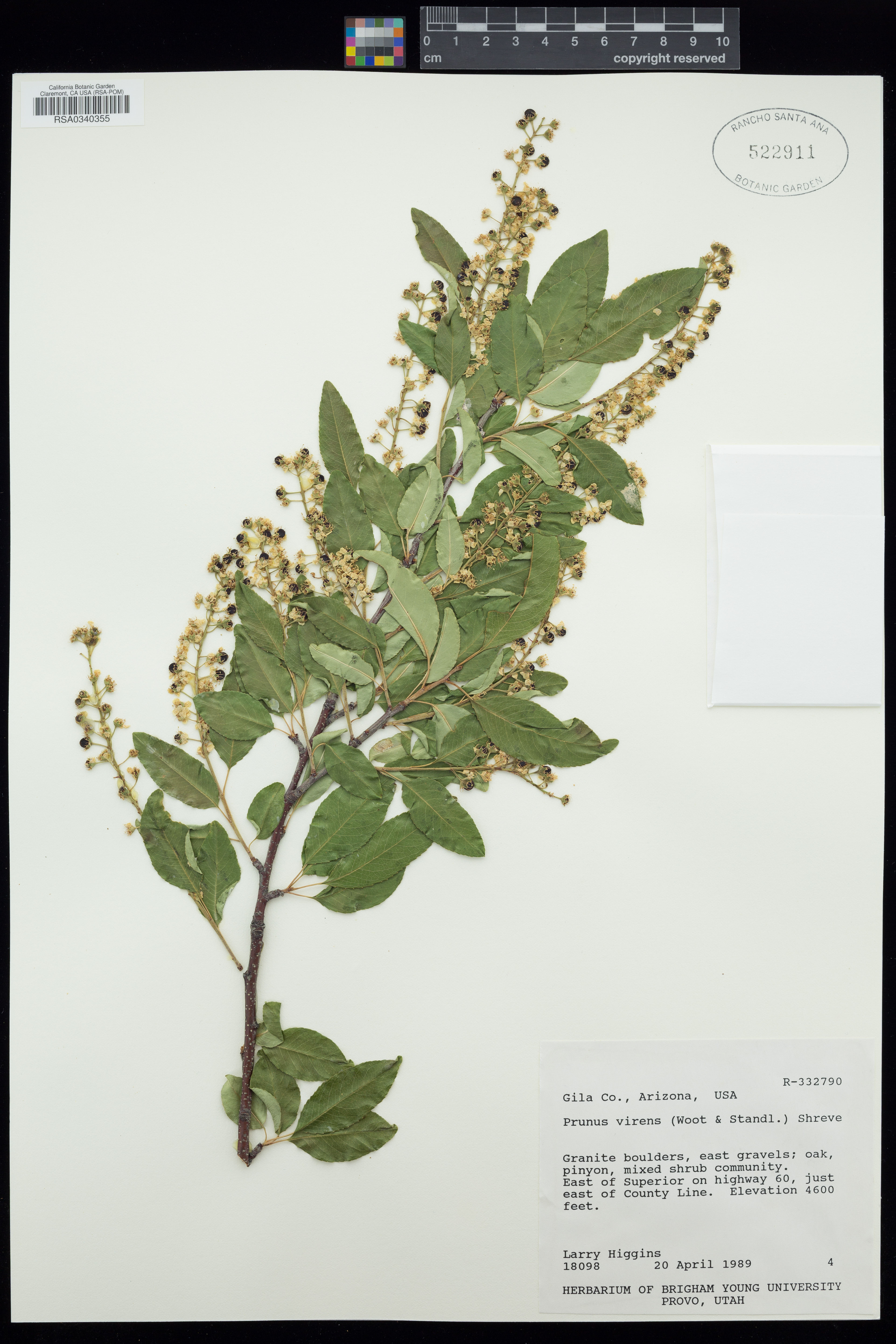 Prunus virens - 37