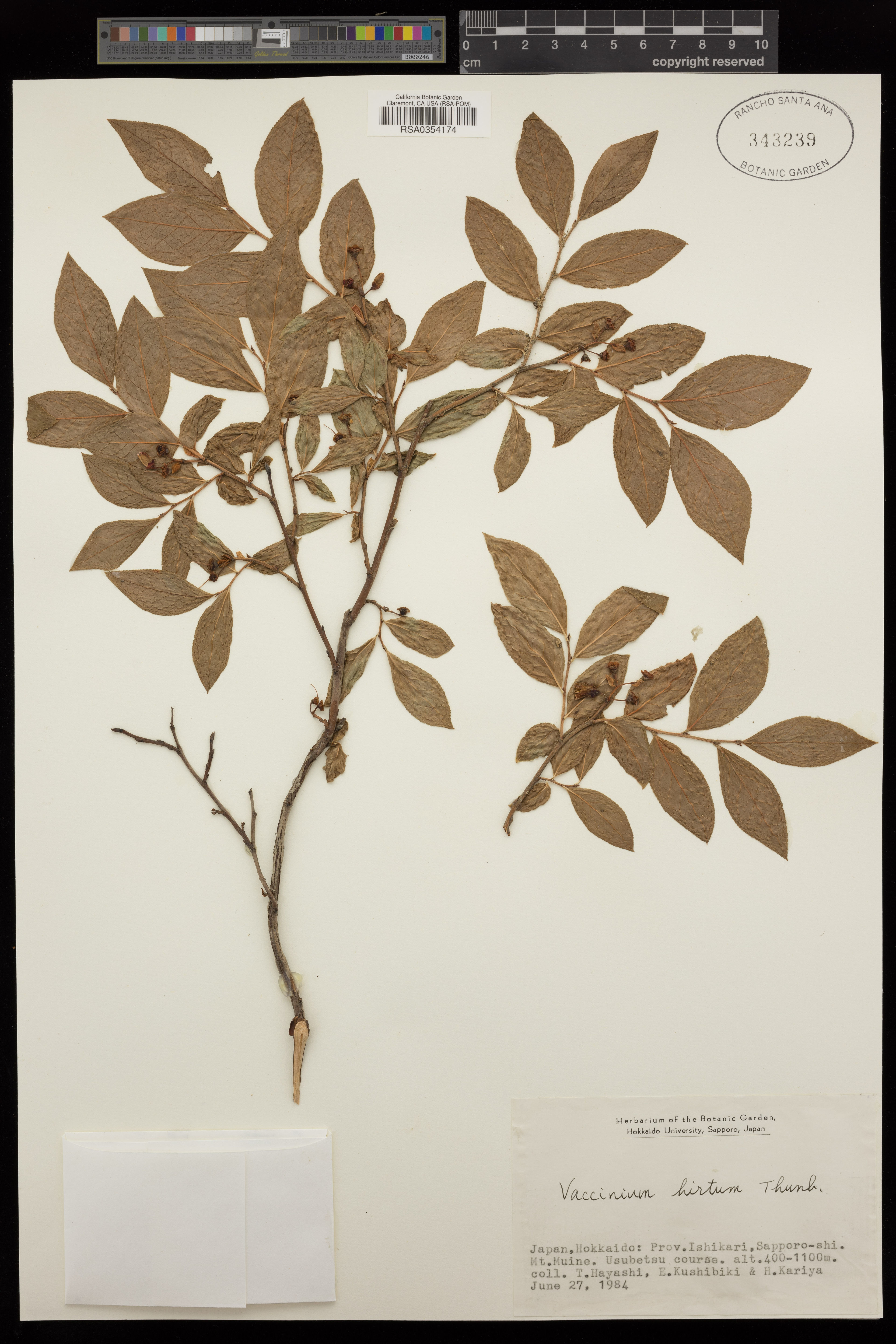Vaccinium hirtum - 24