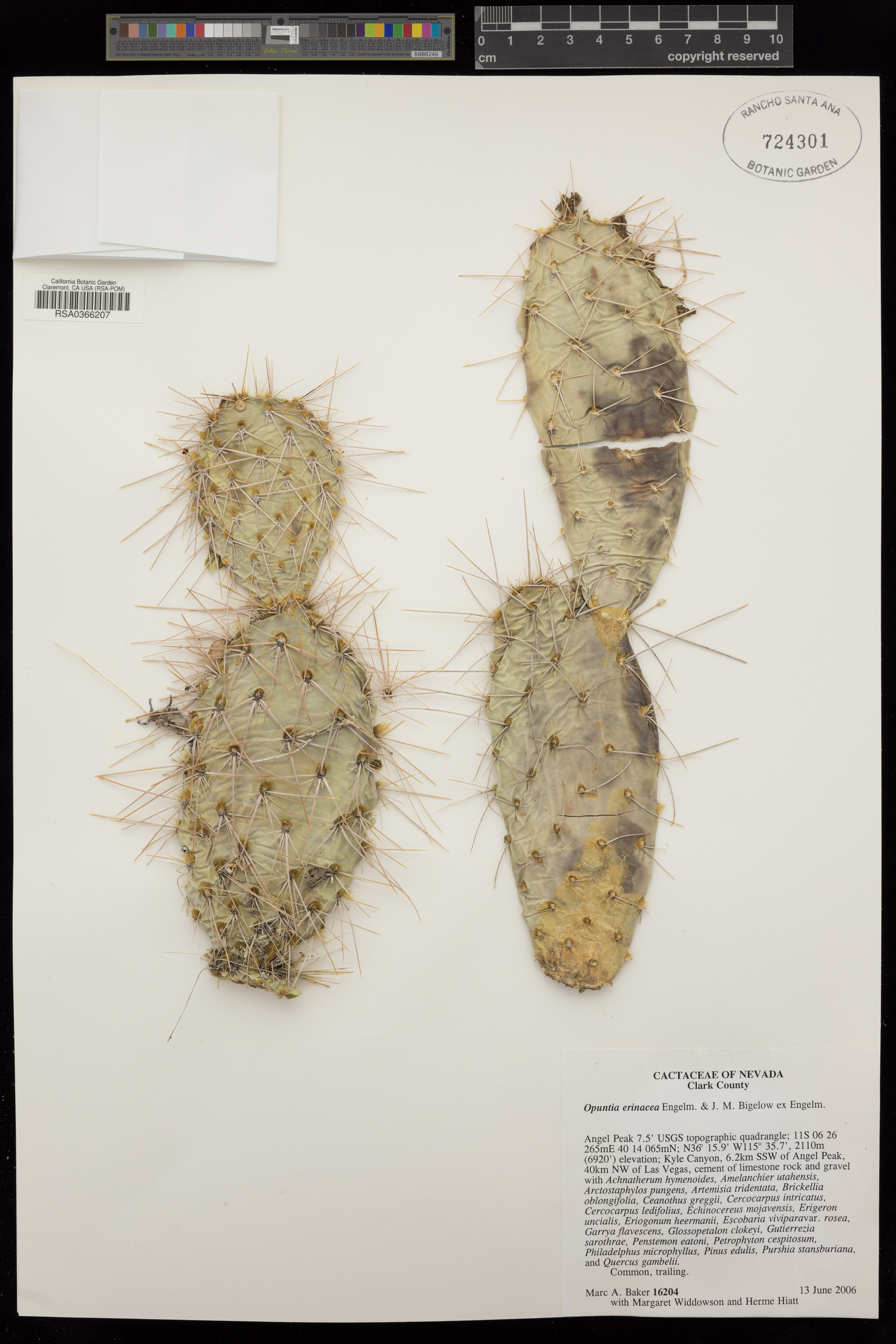 Opuntia erinacea - 28