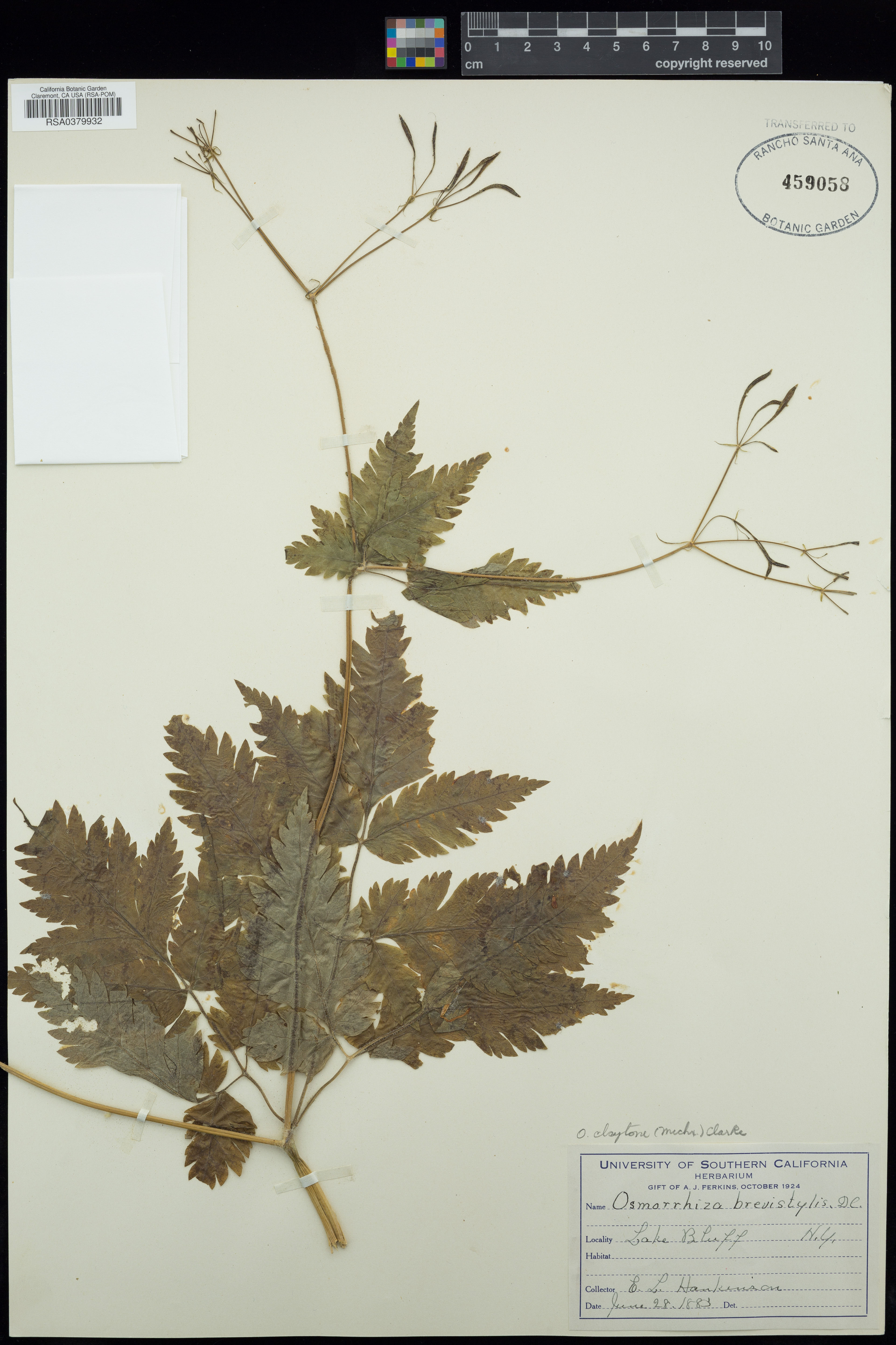 Osmorhiza claytonii - 1