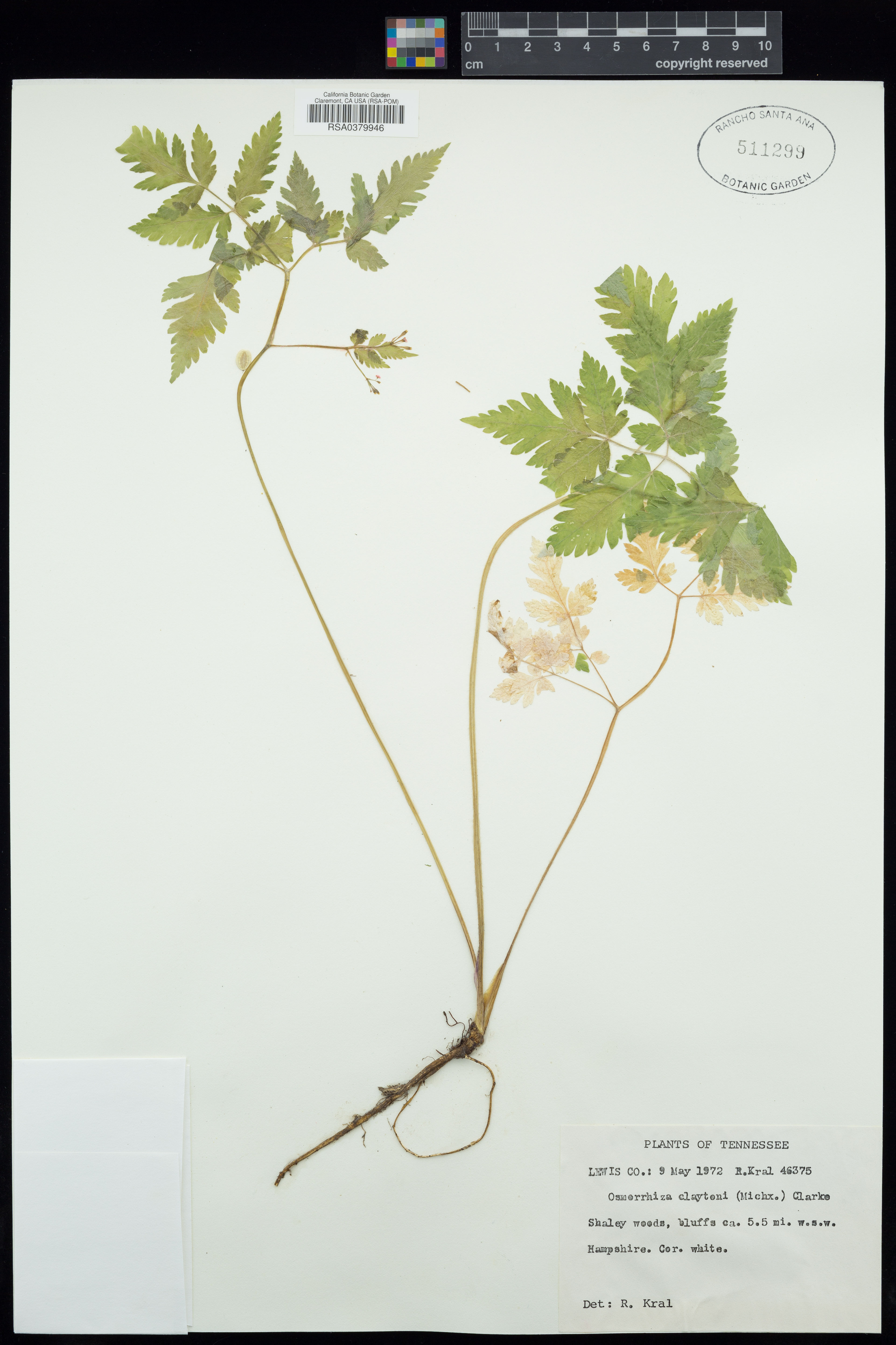 Osmorhiza claytonii - 5