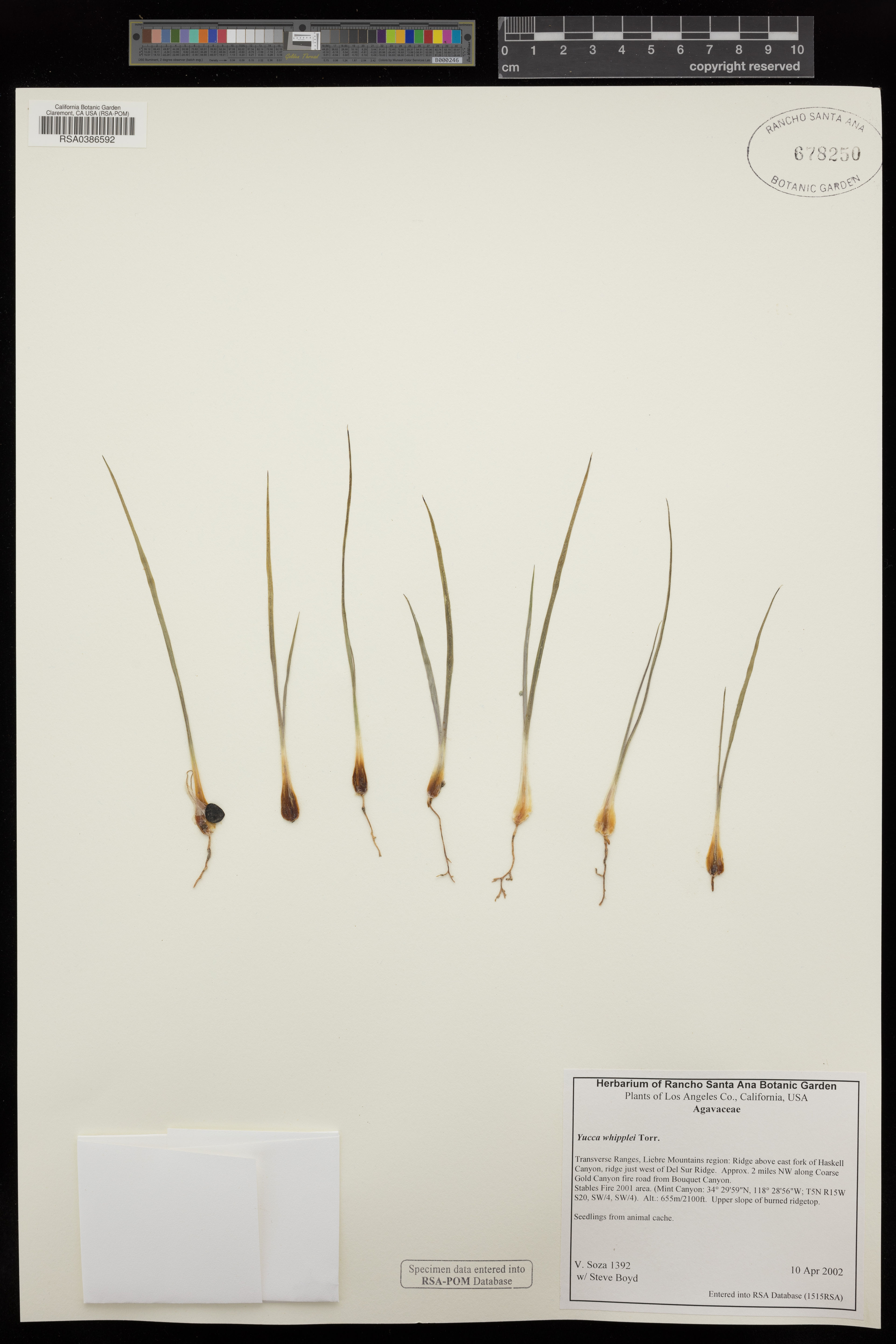 Yucca whipplei - 32