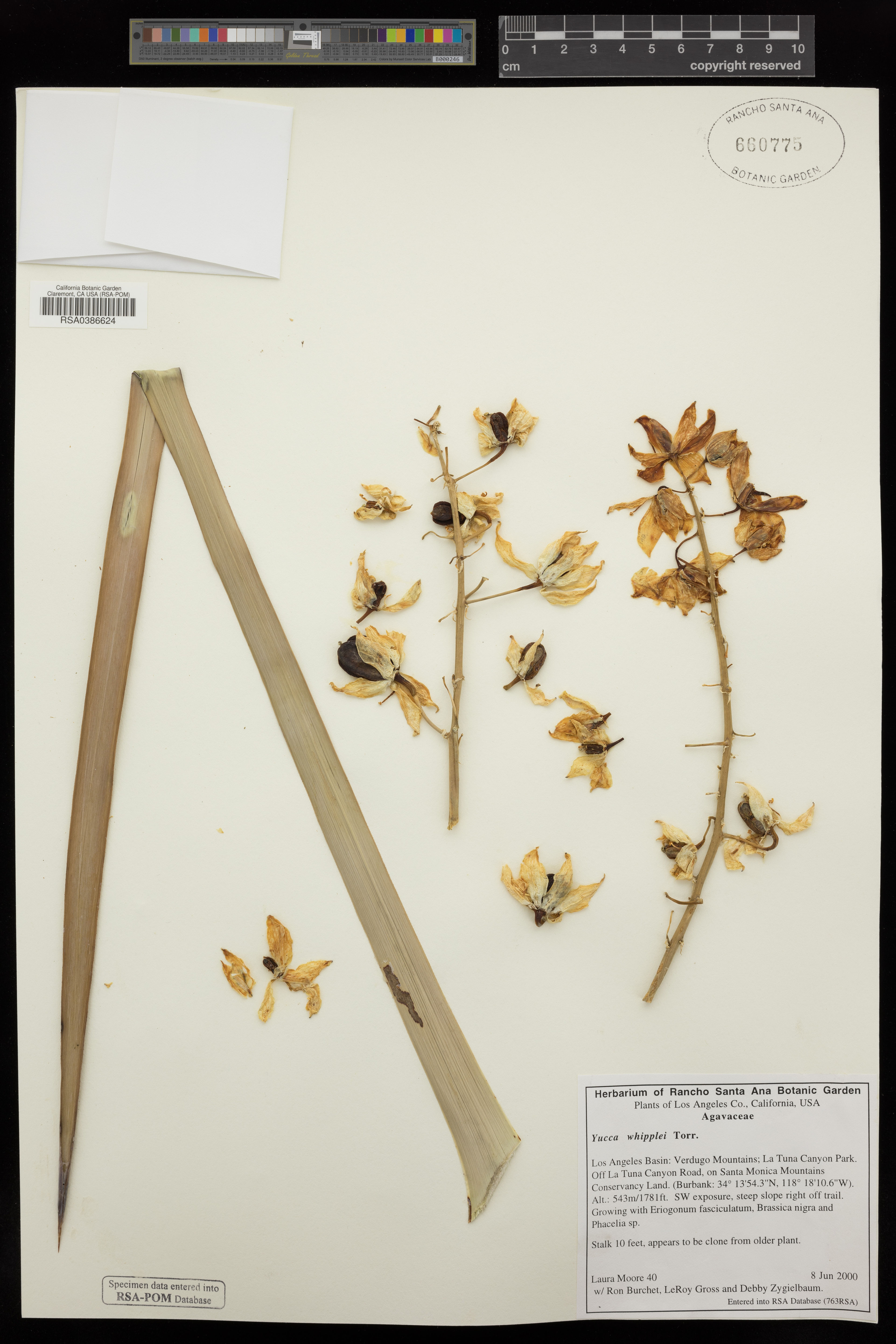 Yucca whipplei - 82