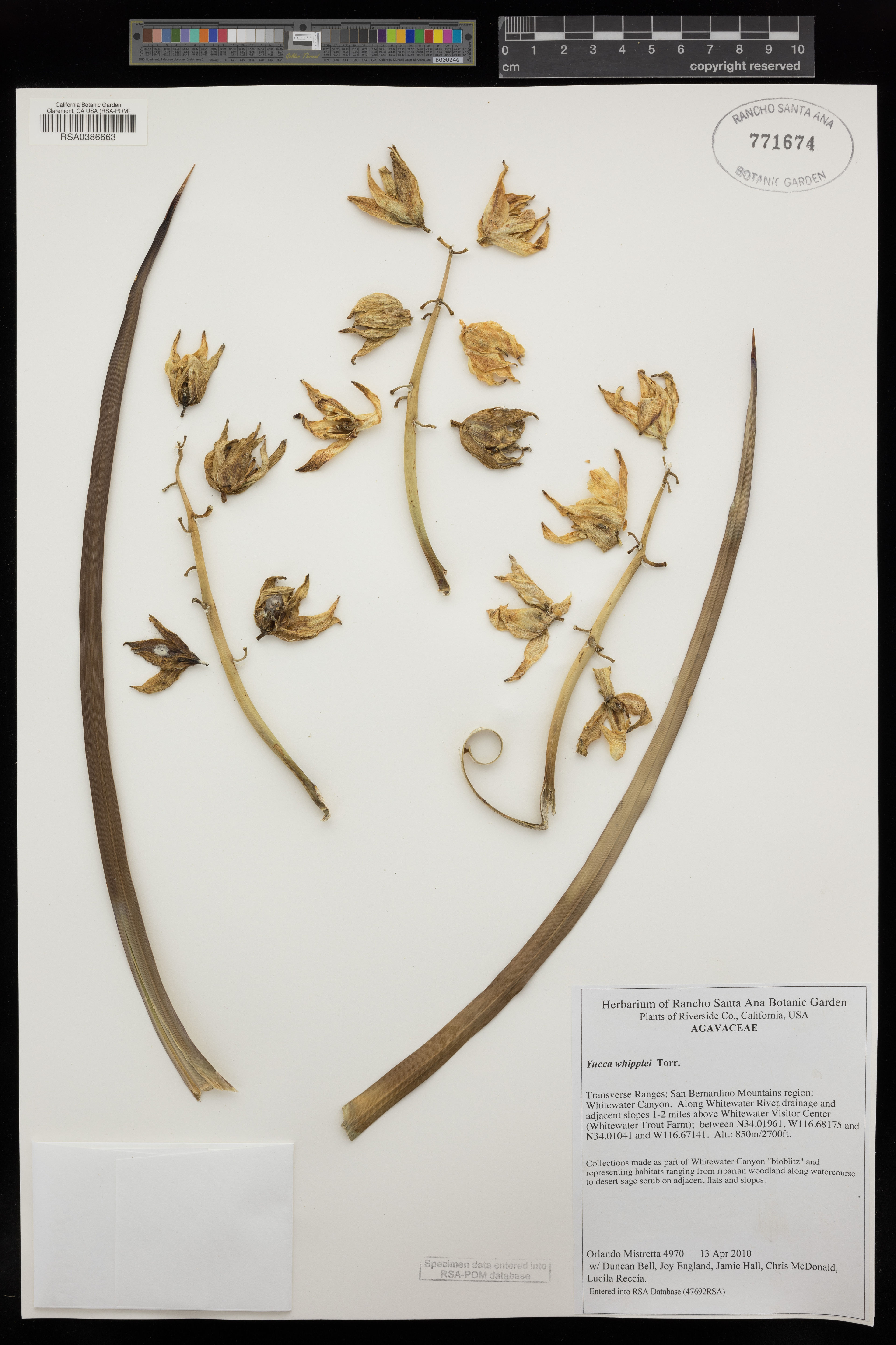 Yucca whipplei - 5