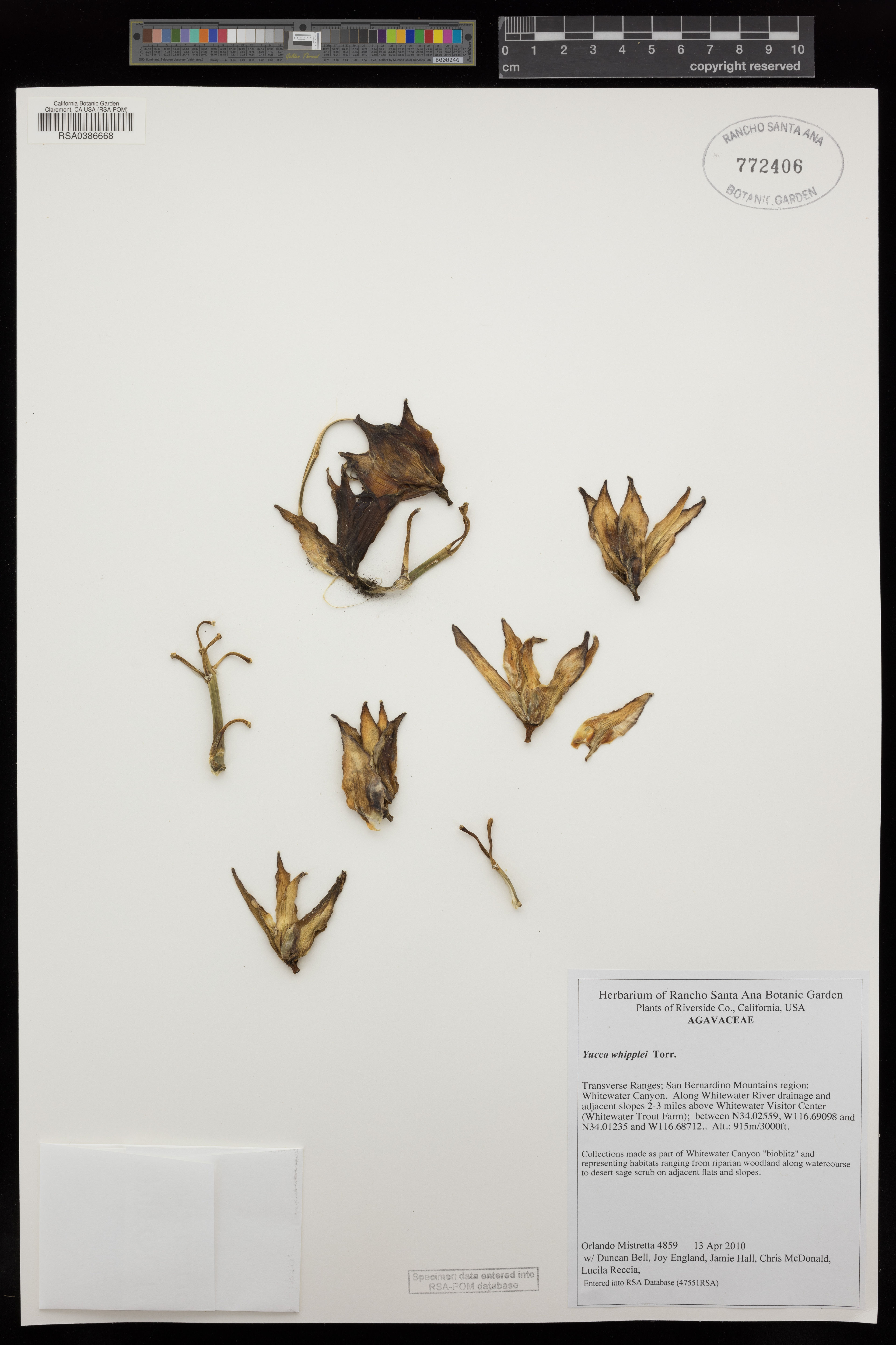 Yucca whipplei - 15