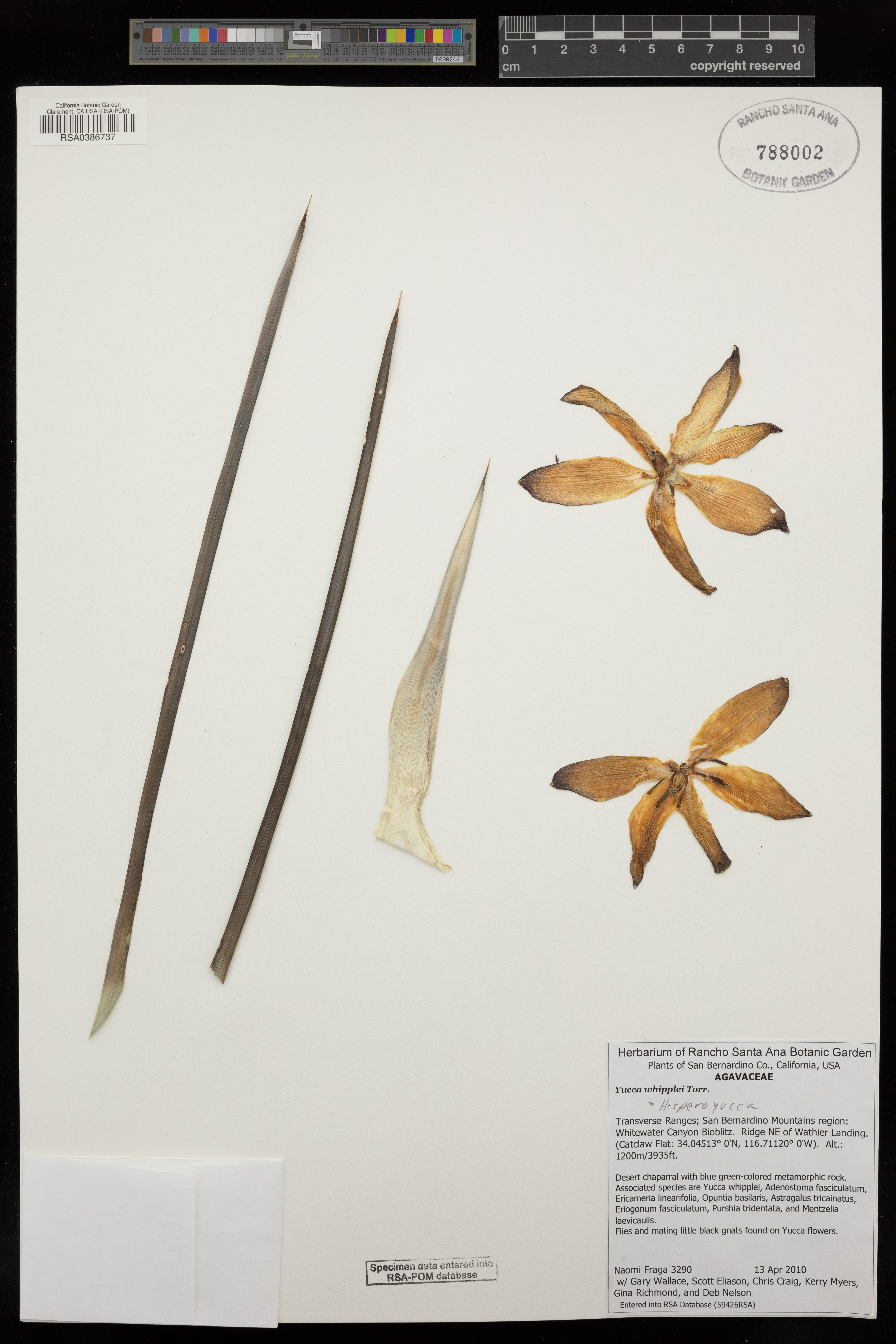 Yucca whipplei - 53