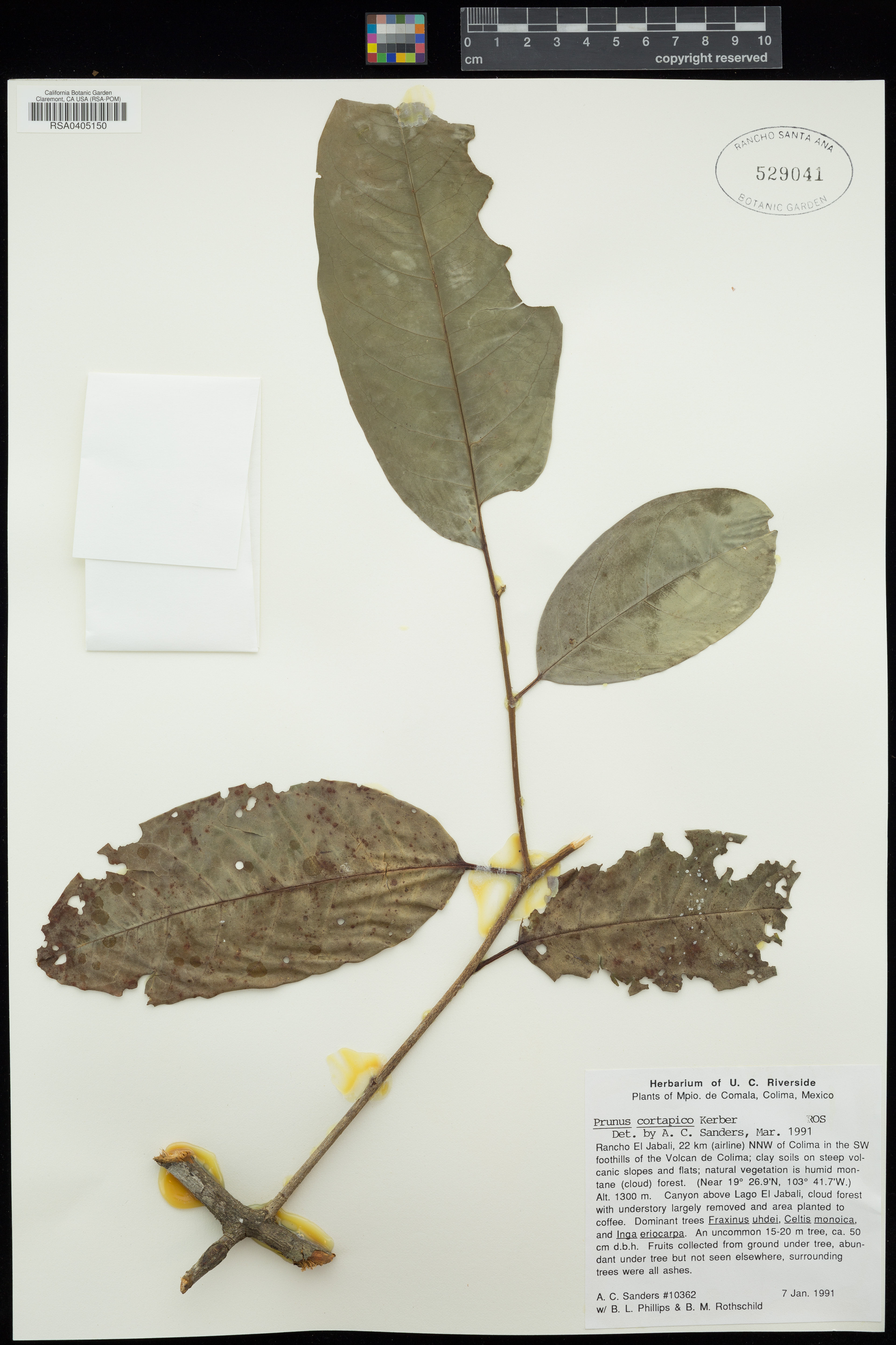 Prunus cortapico - 11