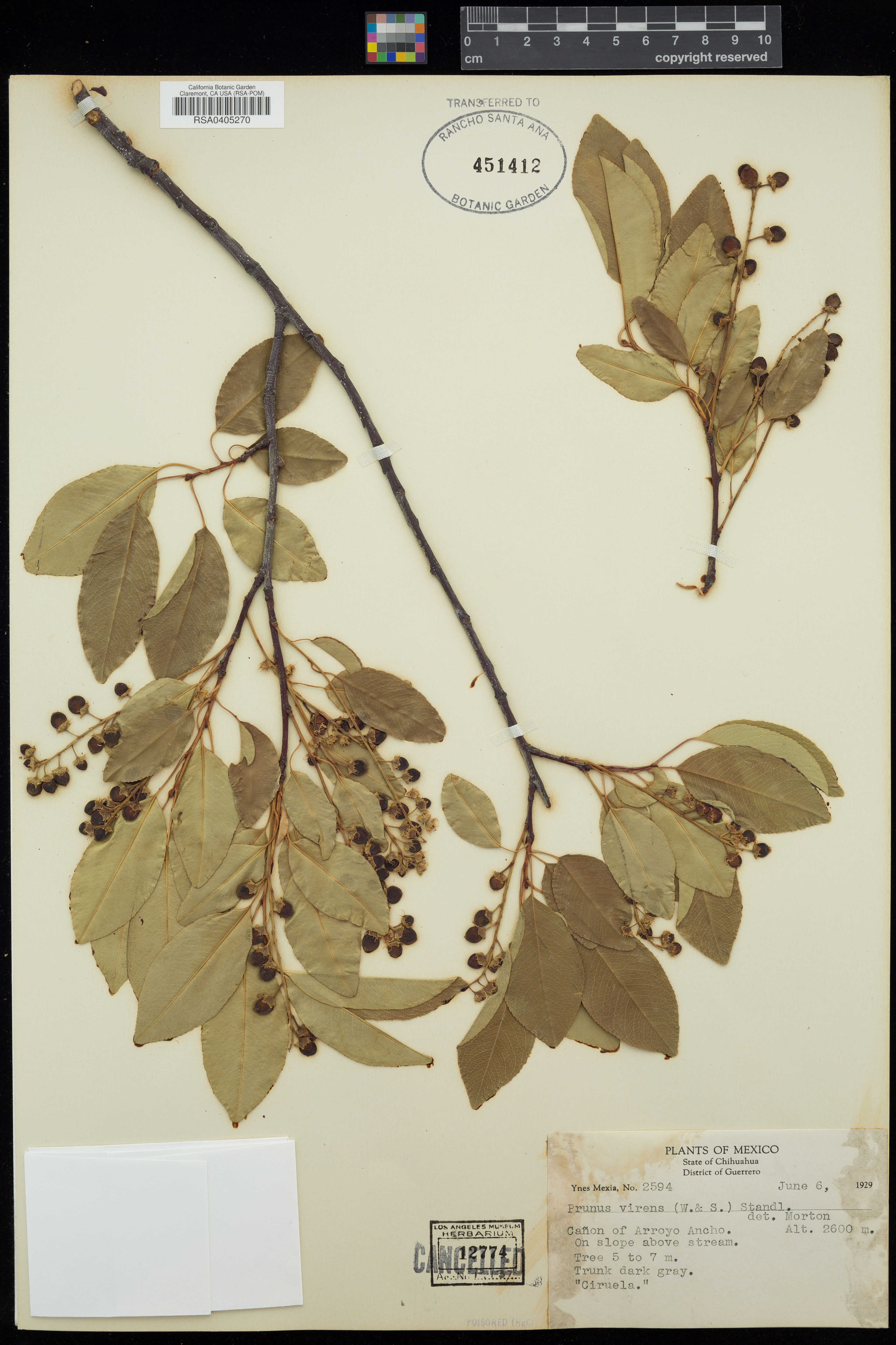Prunus virens - 50
