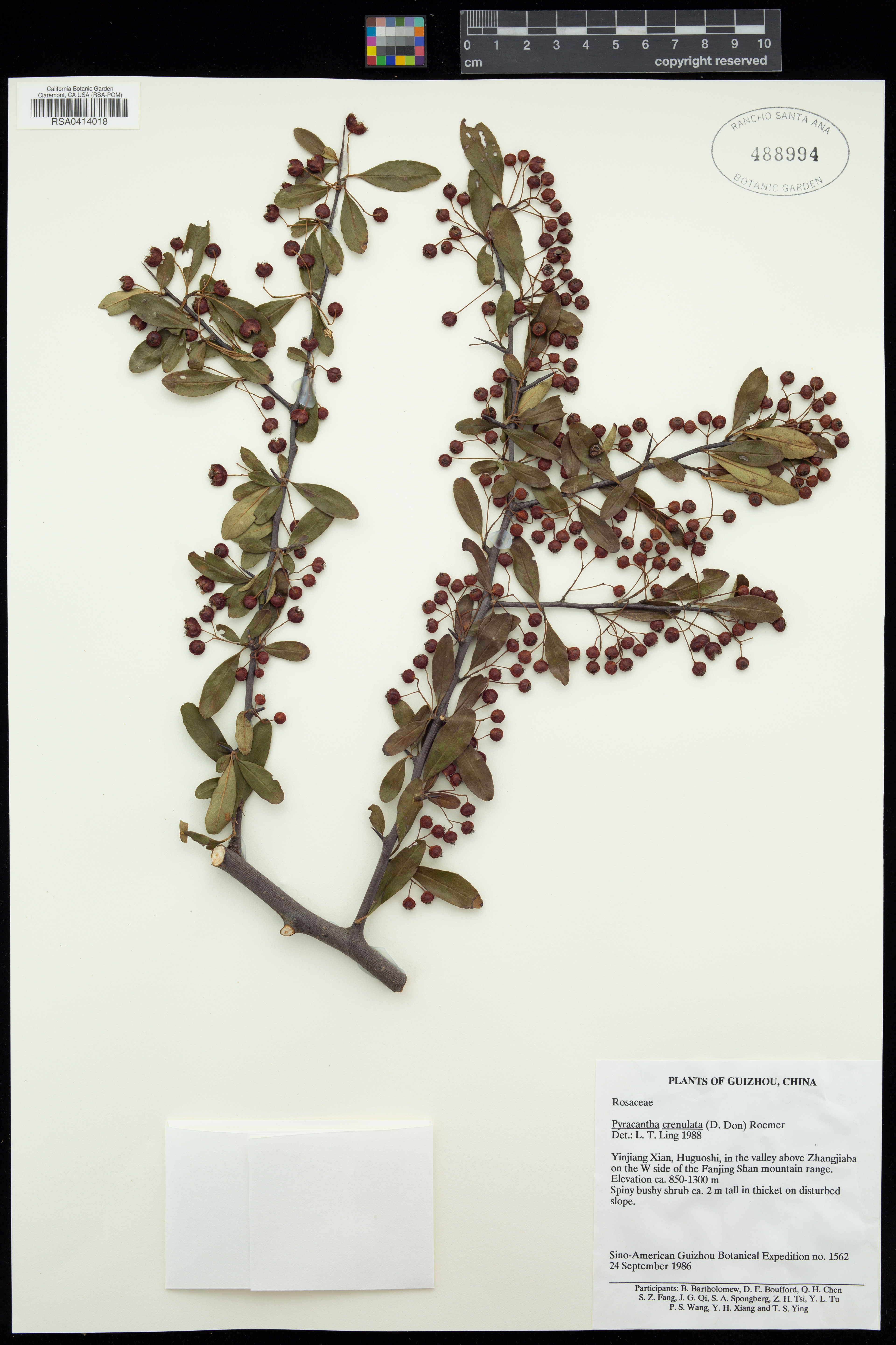 Pyracantha crenulata - 39