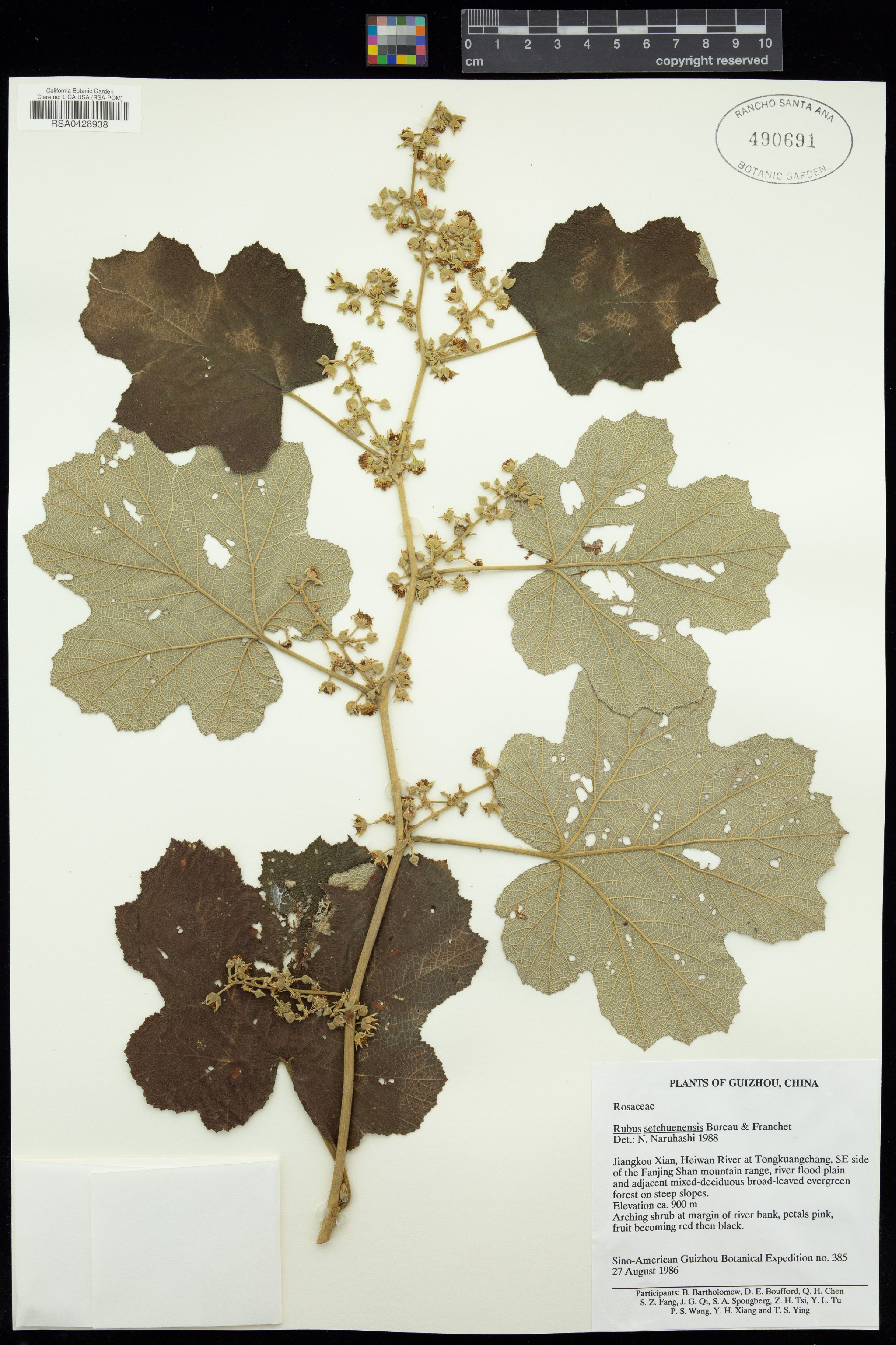 Rubus setchuenensis - 93