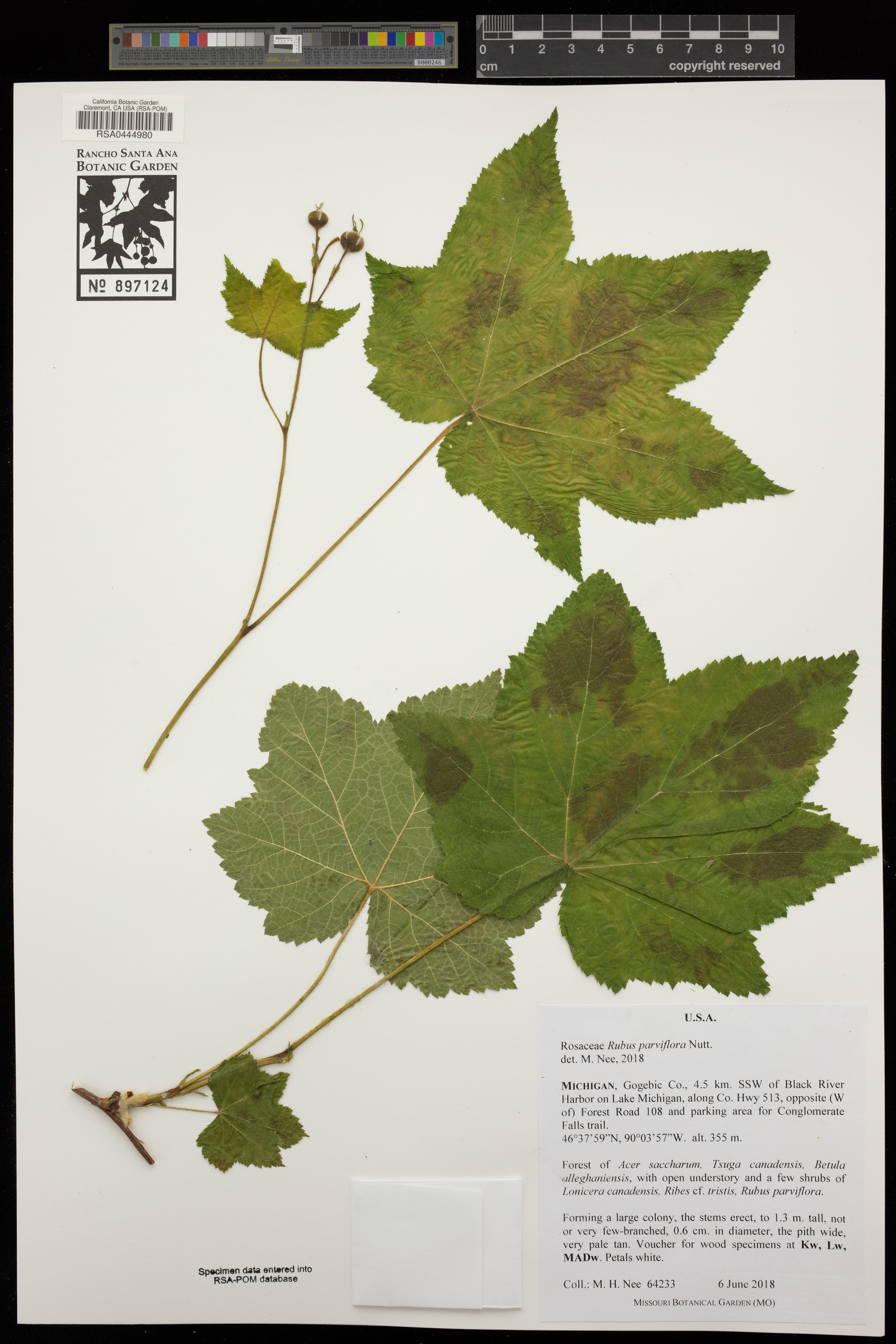 Rubus parviflorus - 615