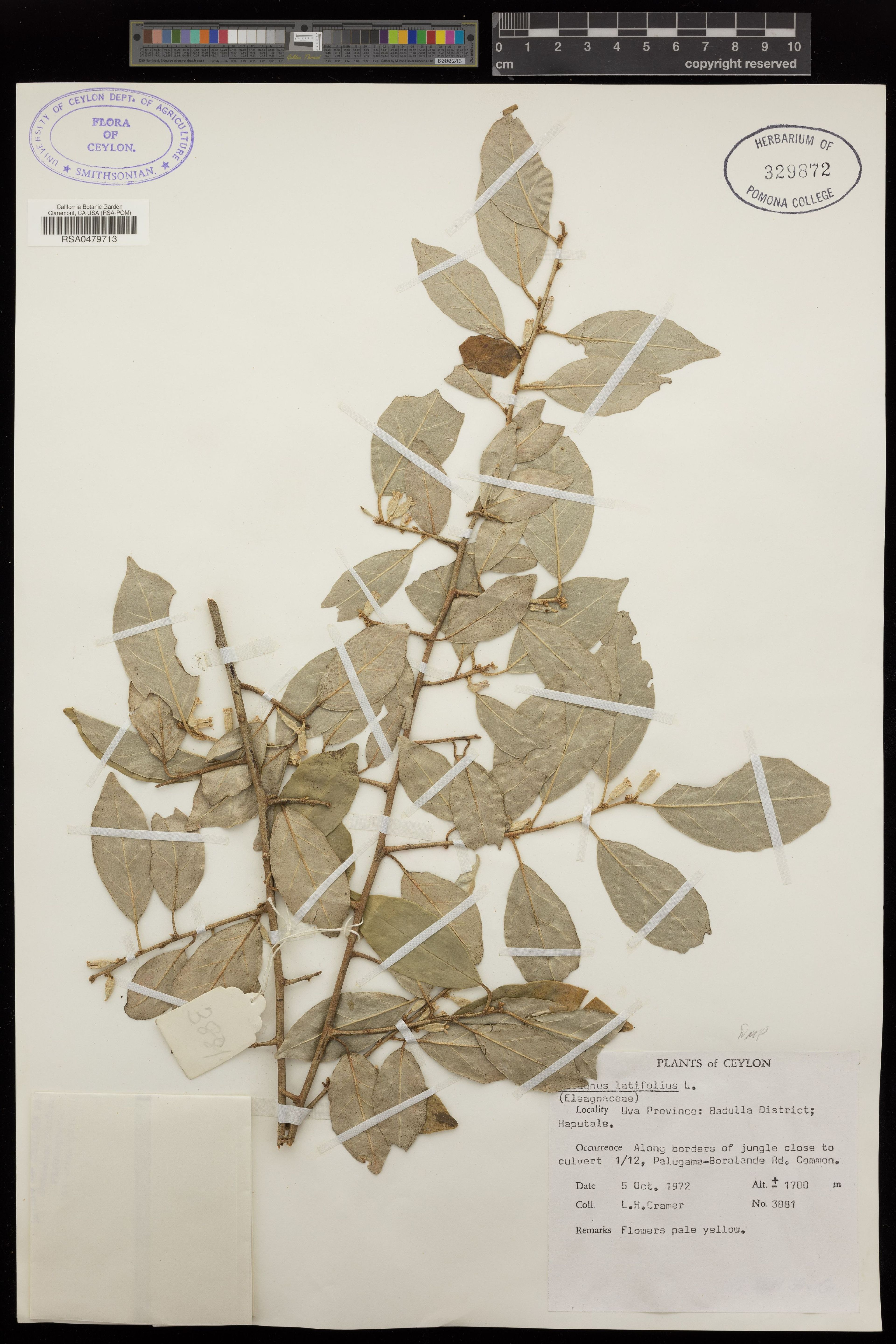 Elaeagnus latifolia - 35