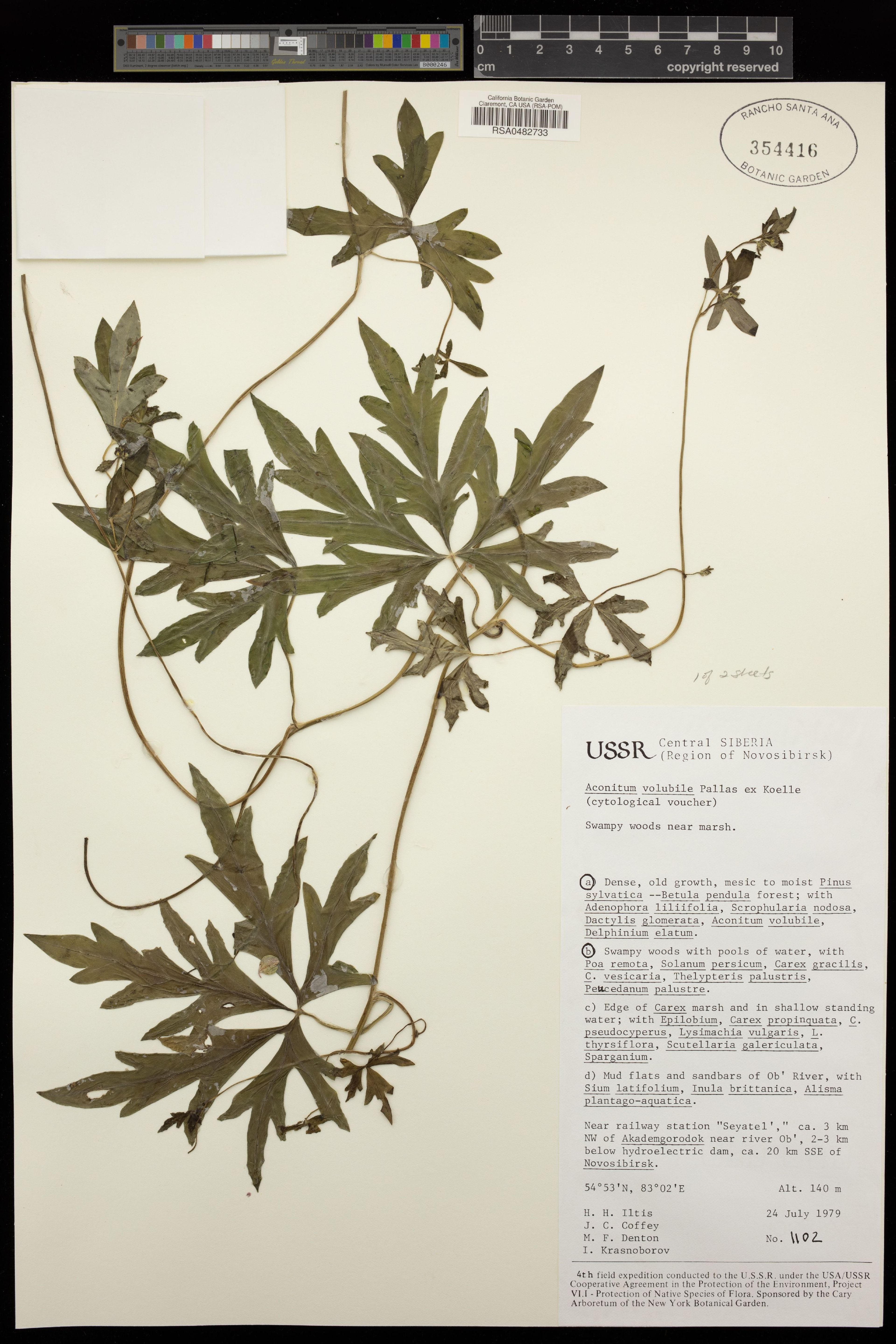 Aconitum volubile - 38