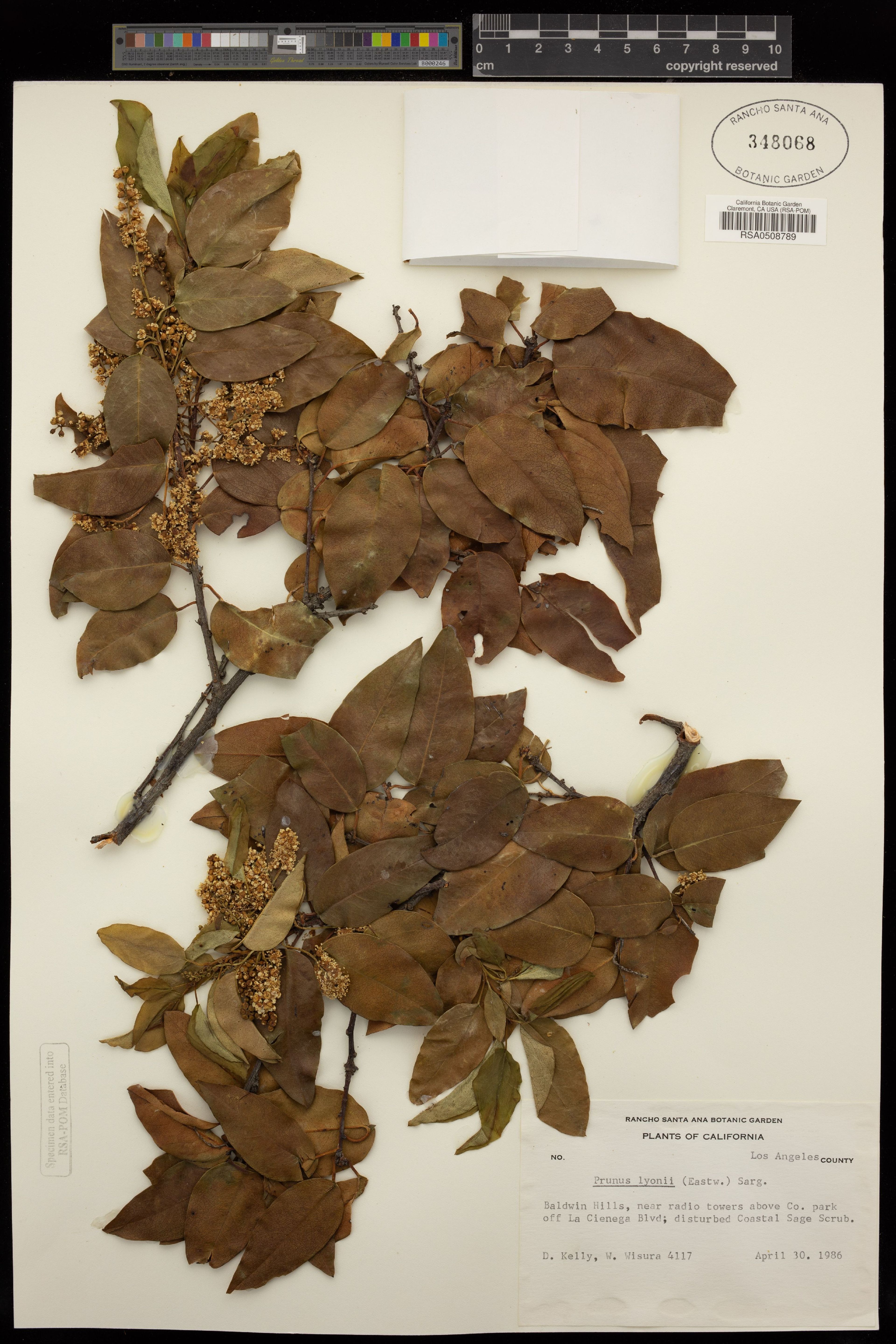 Prunus lyonii - 67