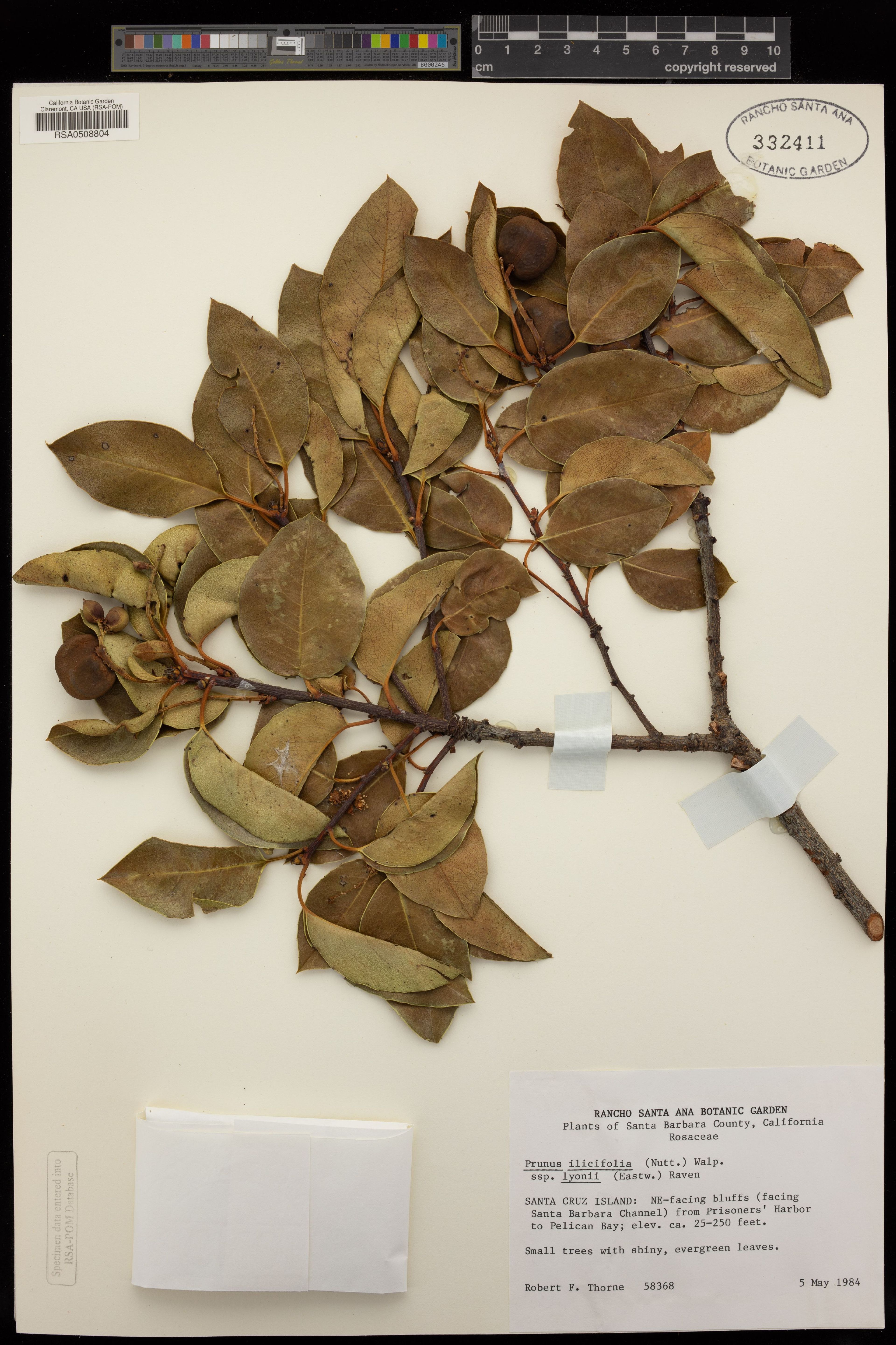 Prunus lyonii - 13