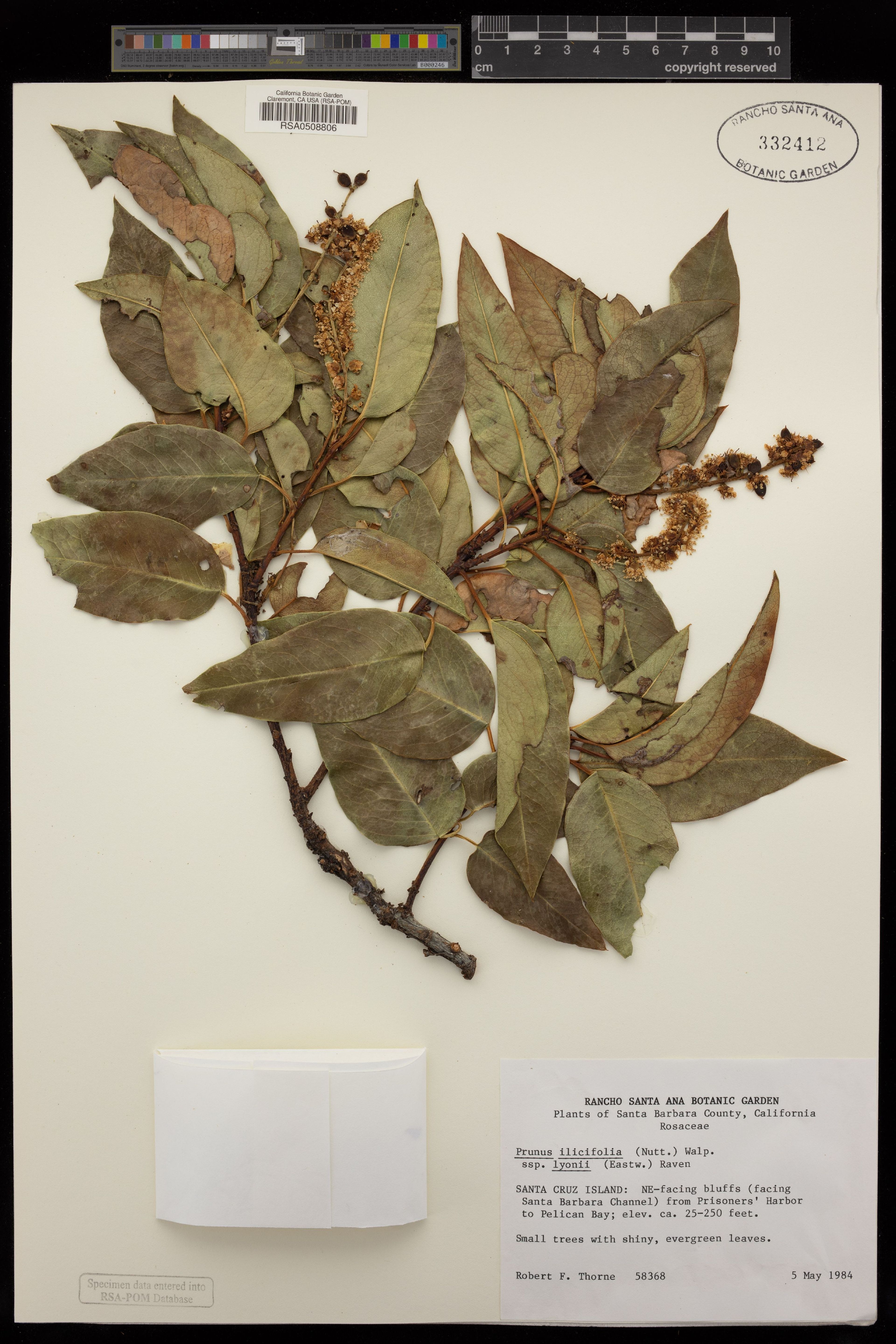 Prunus lyonii - 1