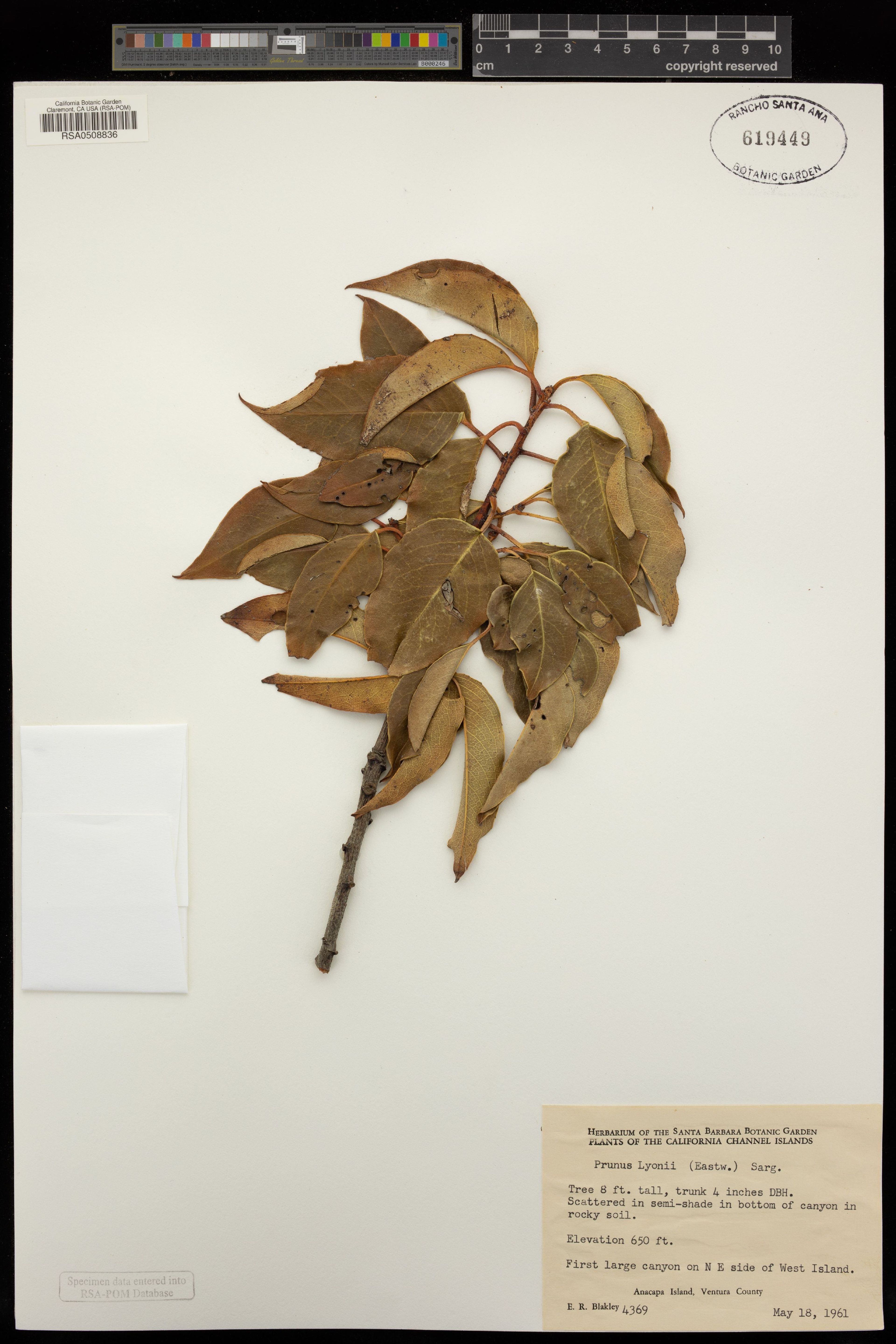 Prunus lyonii - 26
