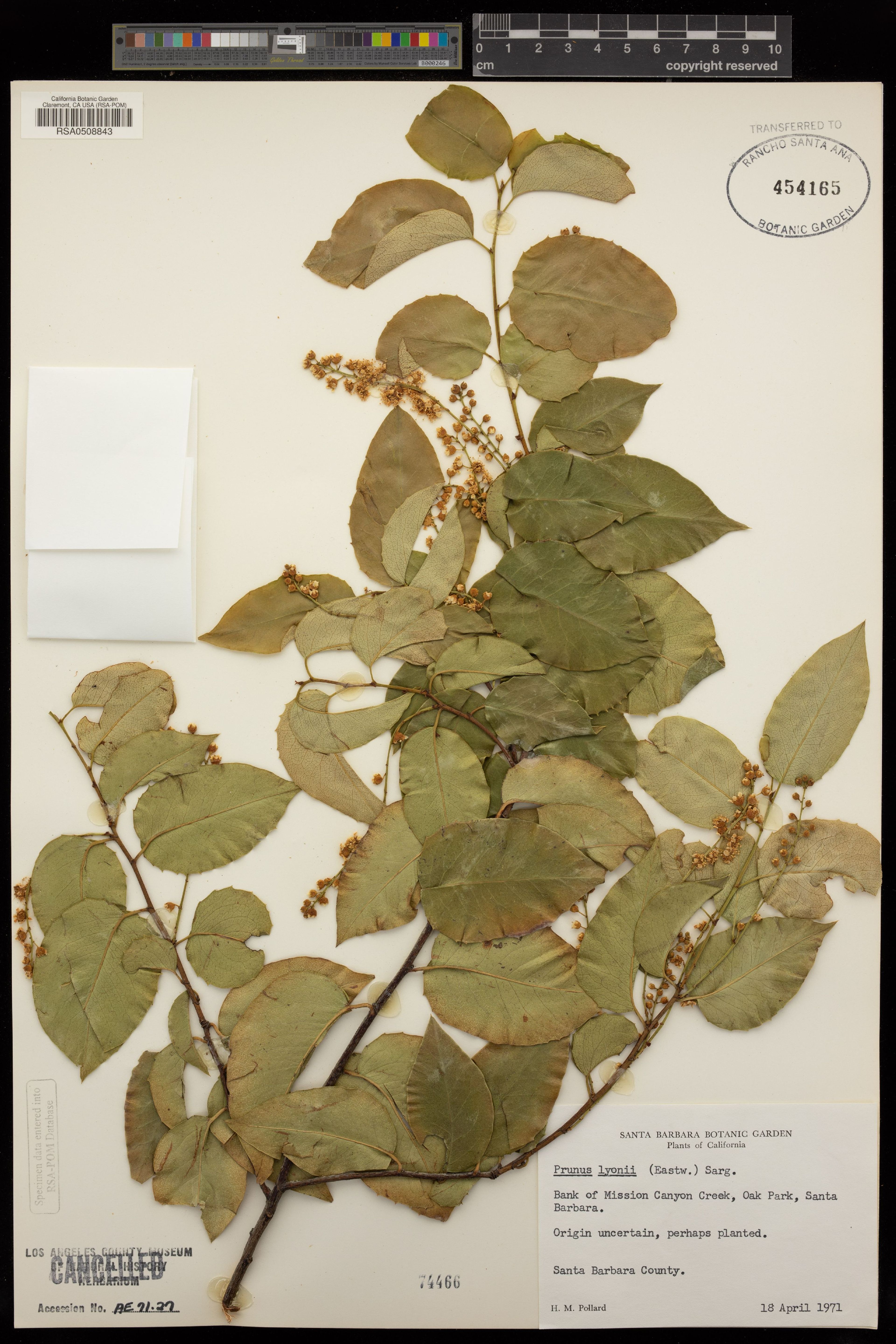 Prunus lyonii - 5