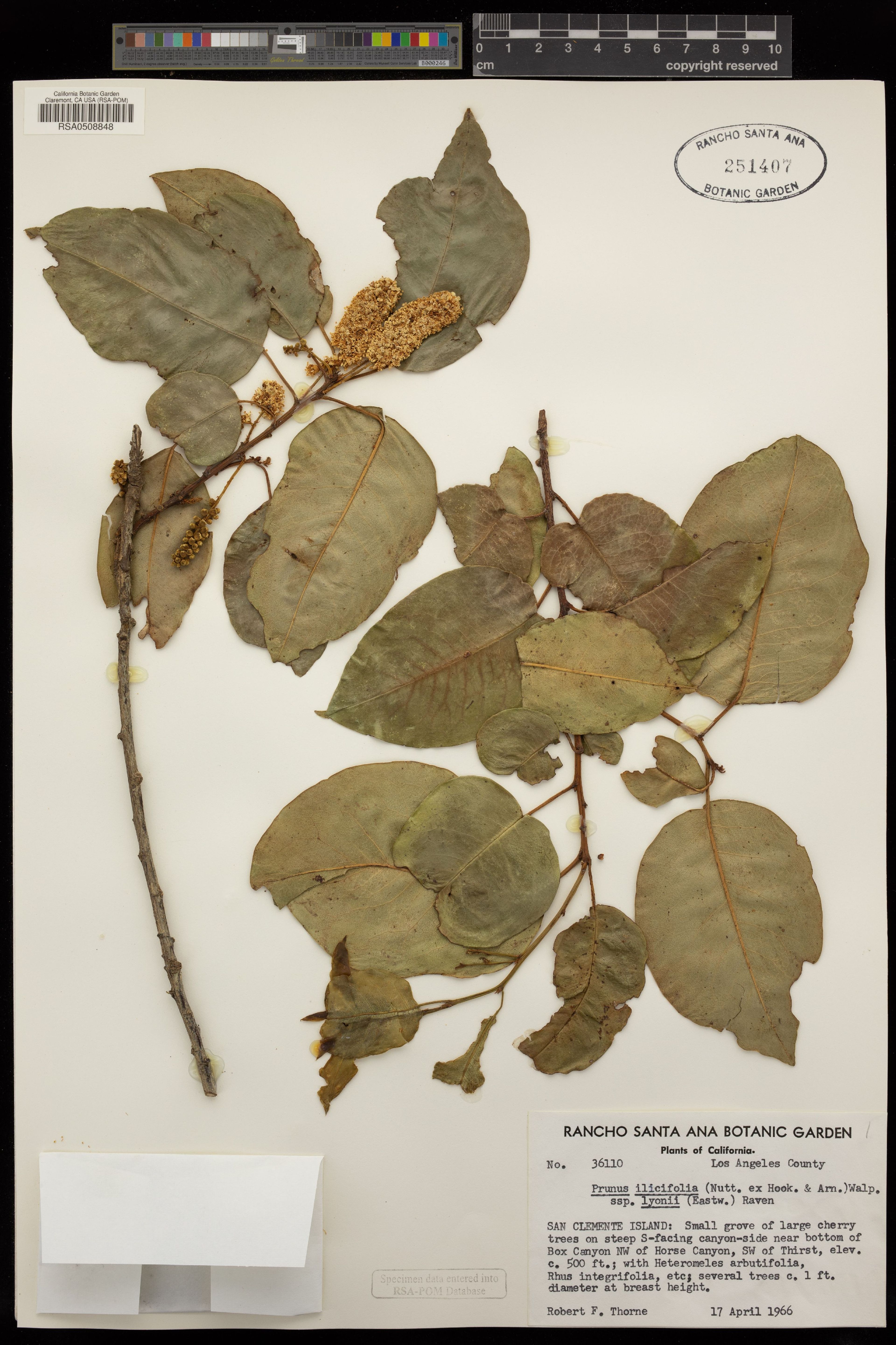 Prunus lyonii - 46