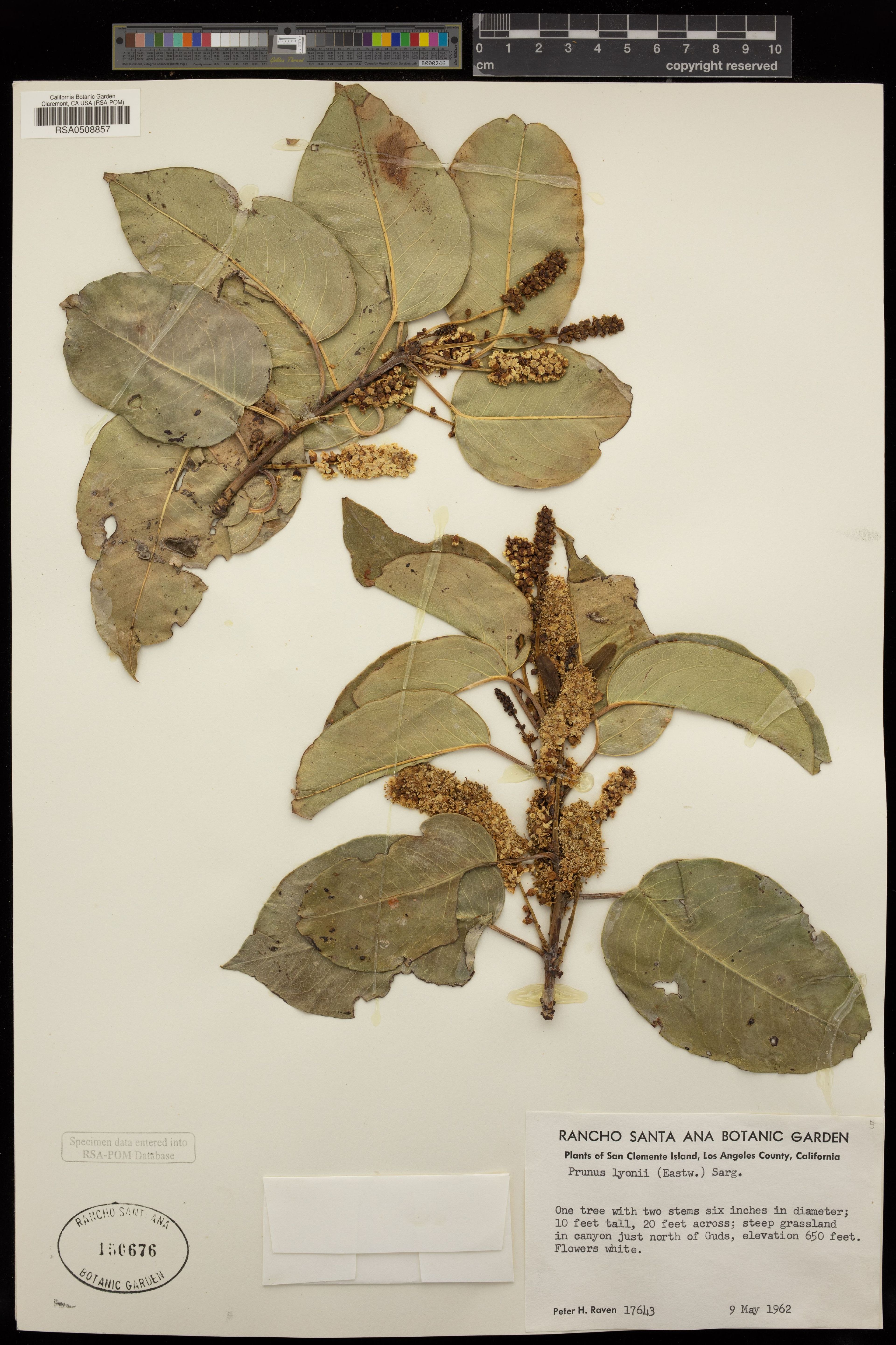 Prunus lyonii - 77