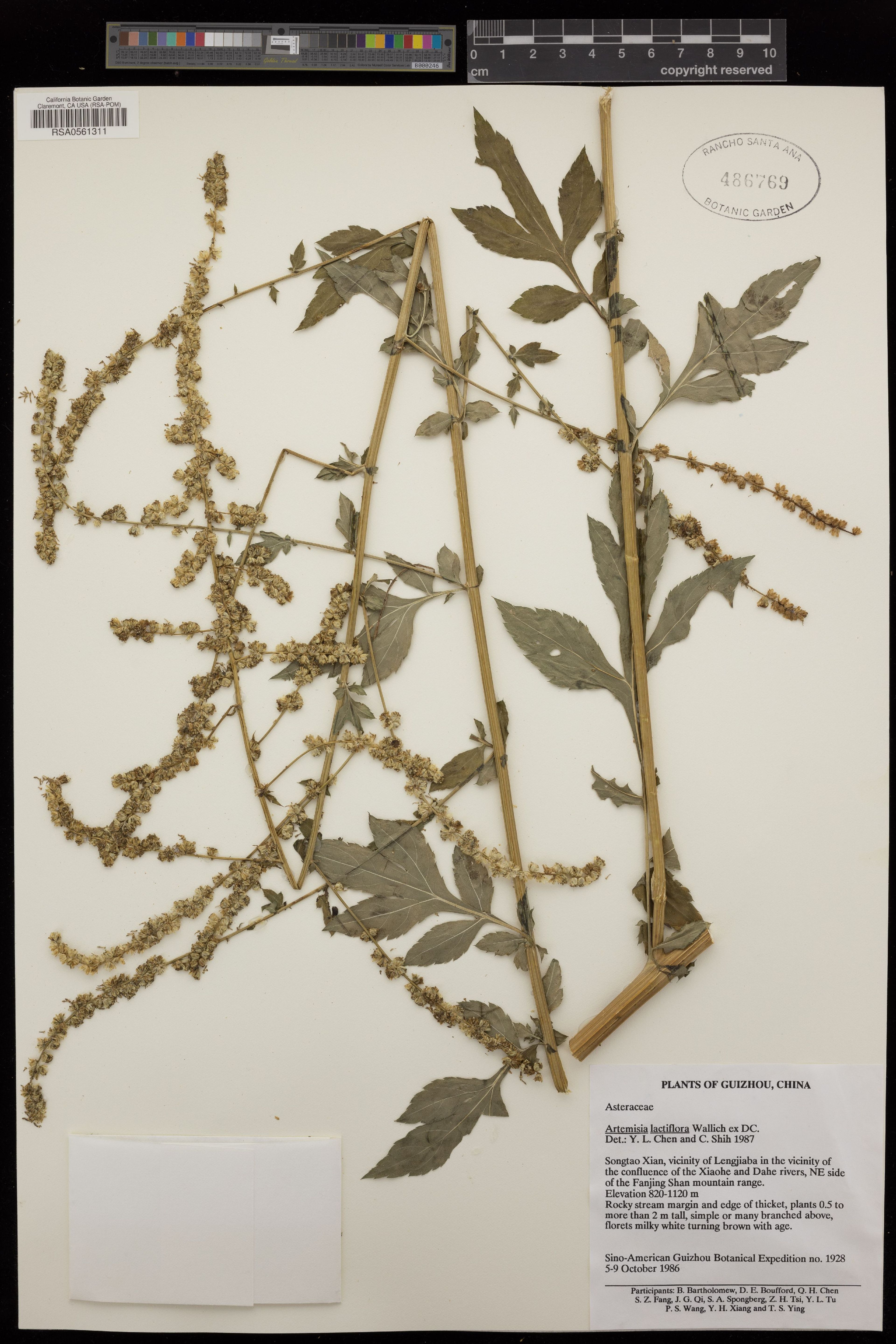 Artemisia lactiflora - 98