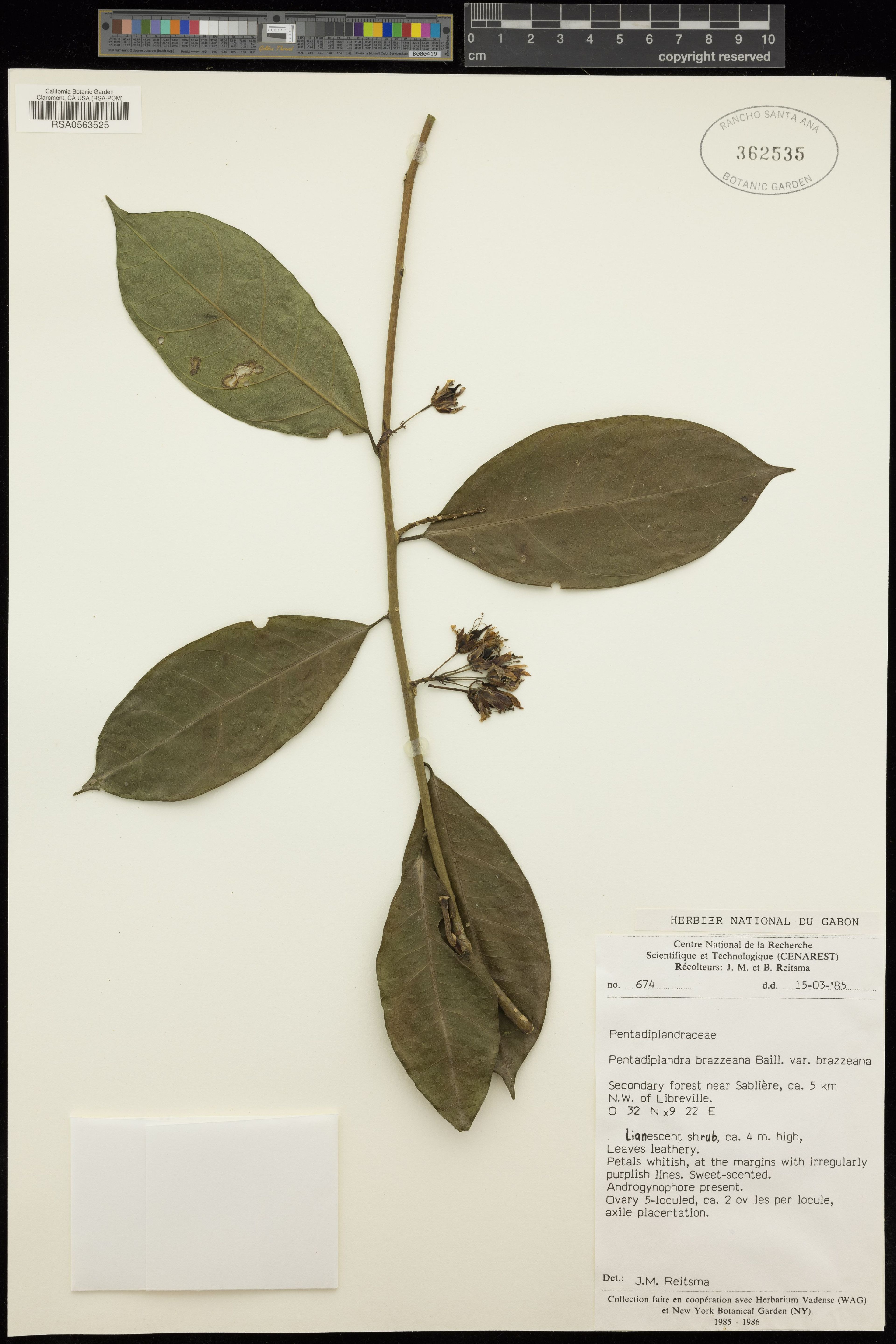 Pentadiplandra brazzeana - 51