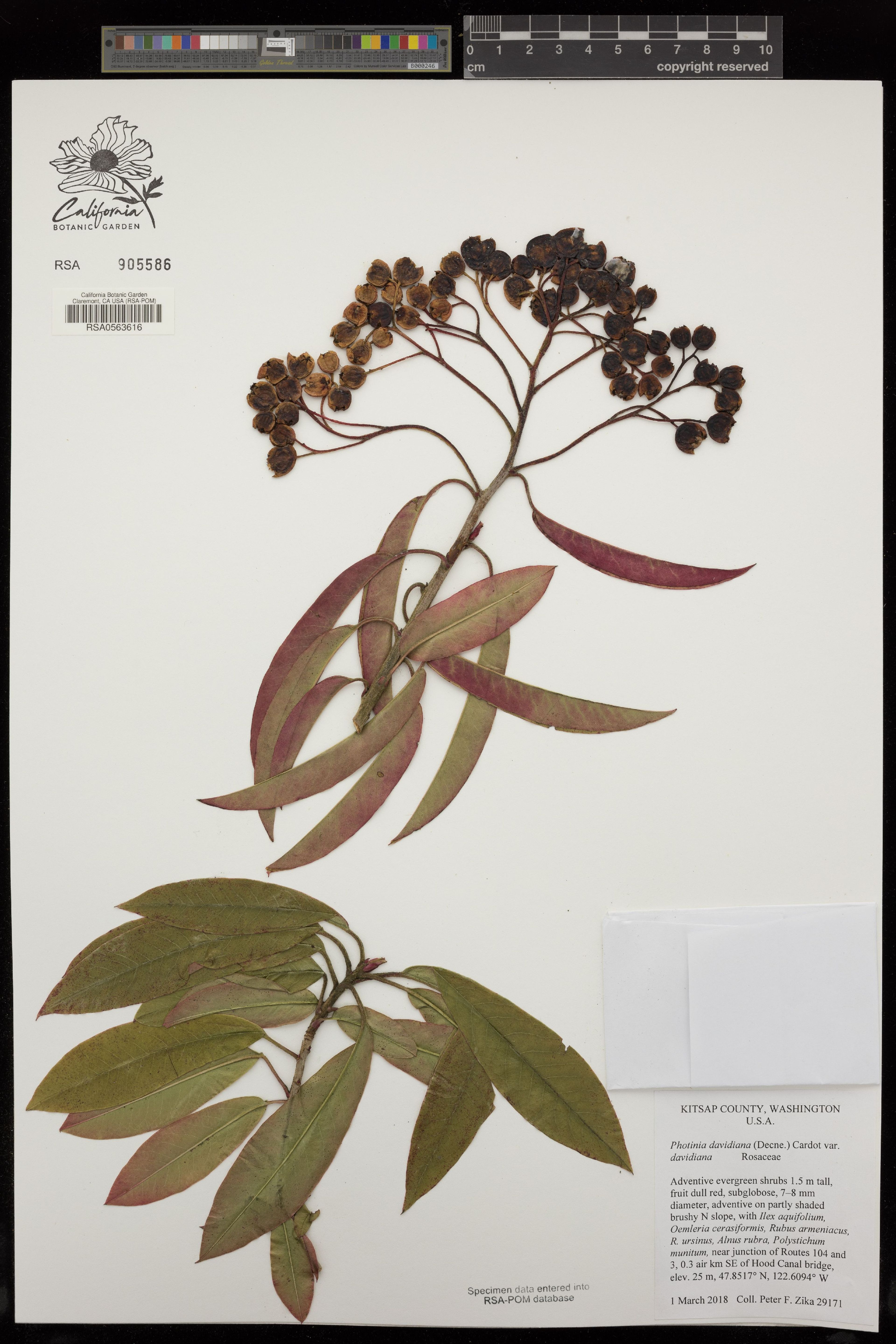 Photinia davidiana - 407