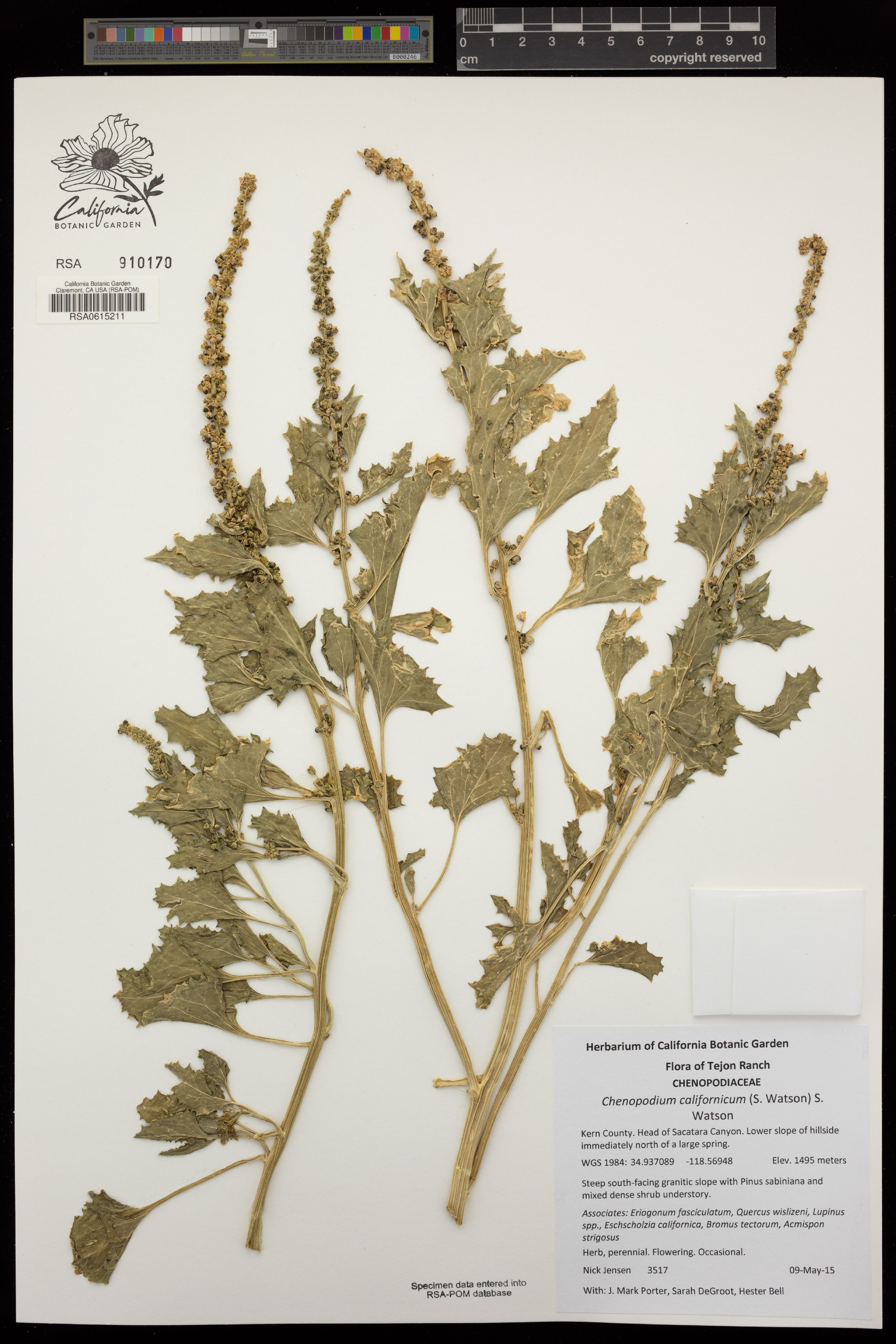 Chenopodium californicum - 50