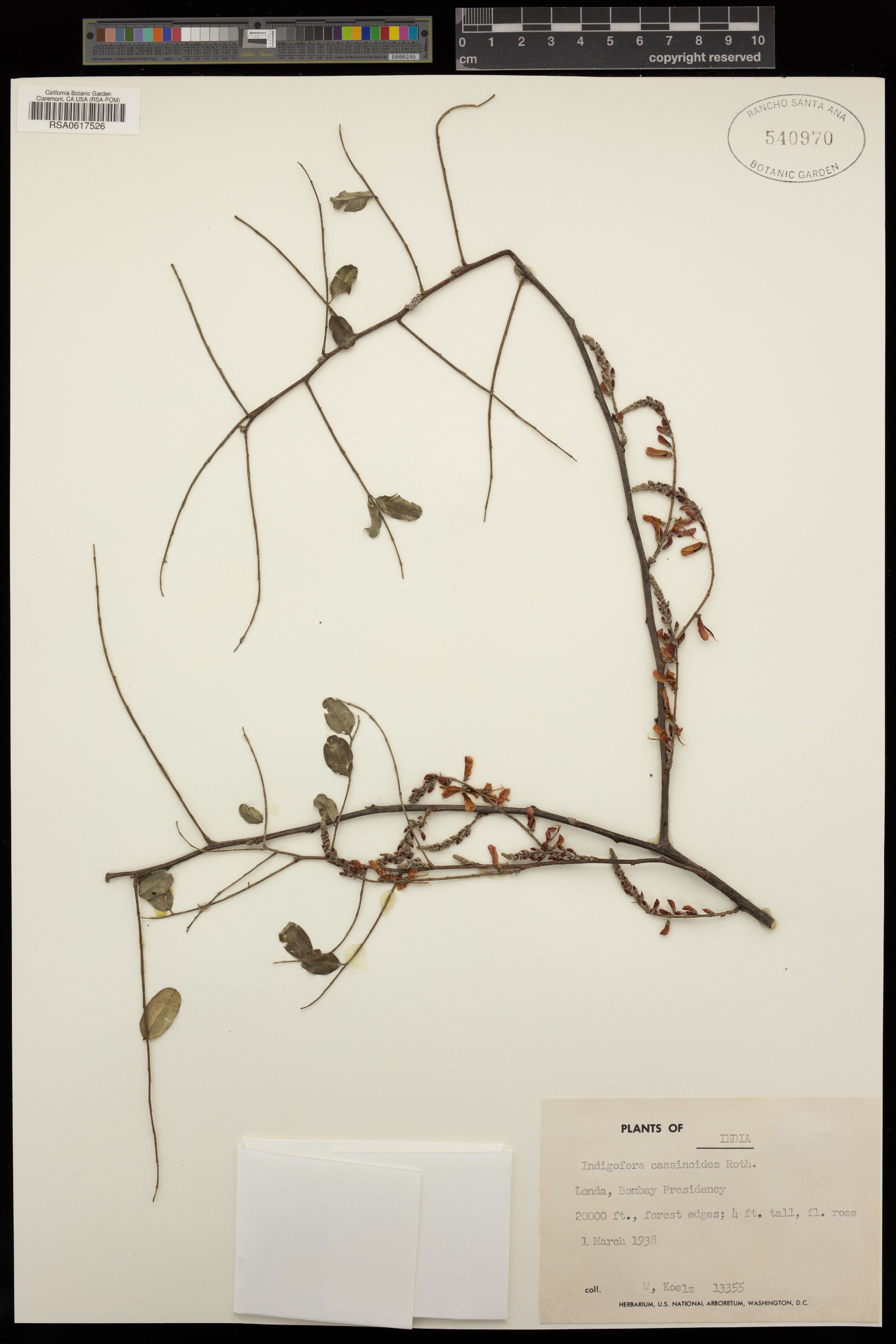 Indigofera cassioides - 82