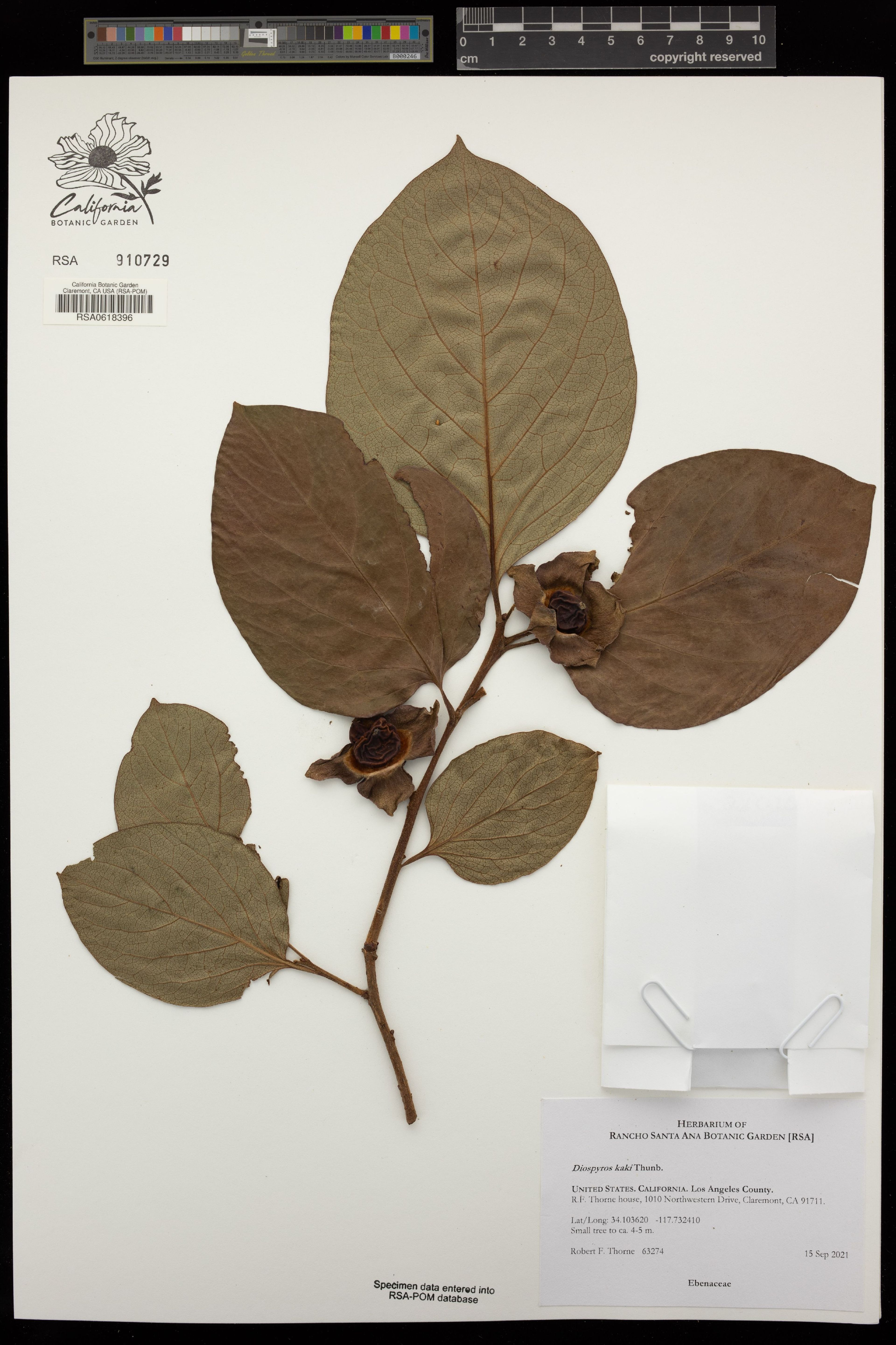 Diospyros kaki - 37
