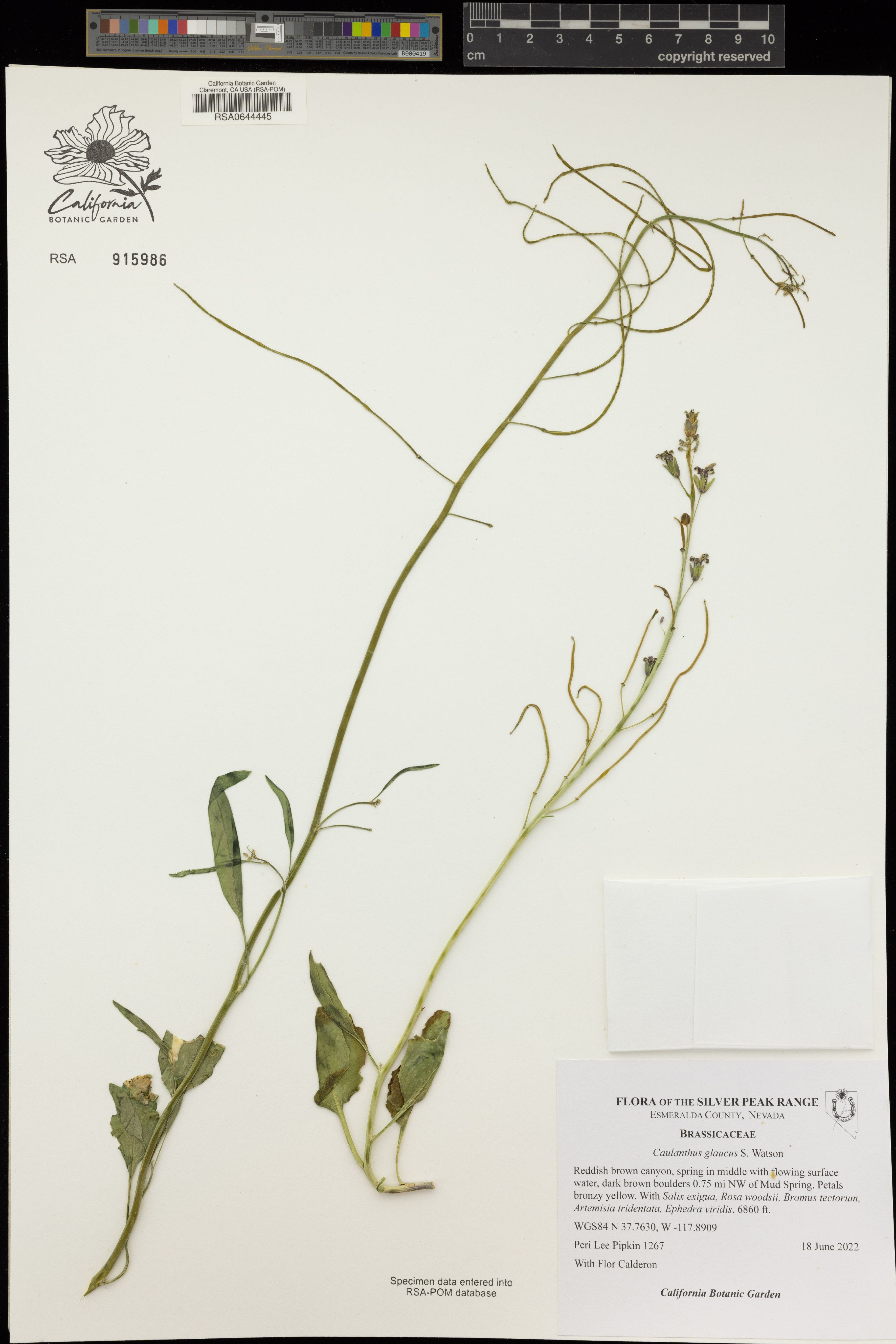 Caulanthus glaucus - 88