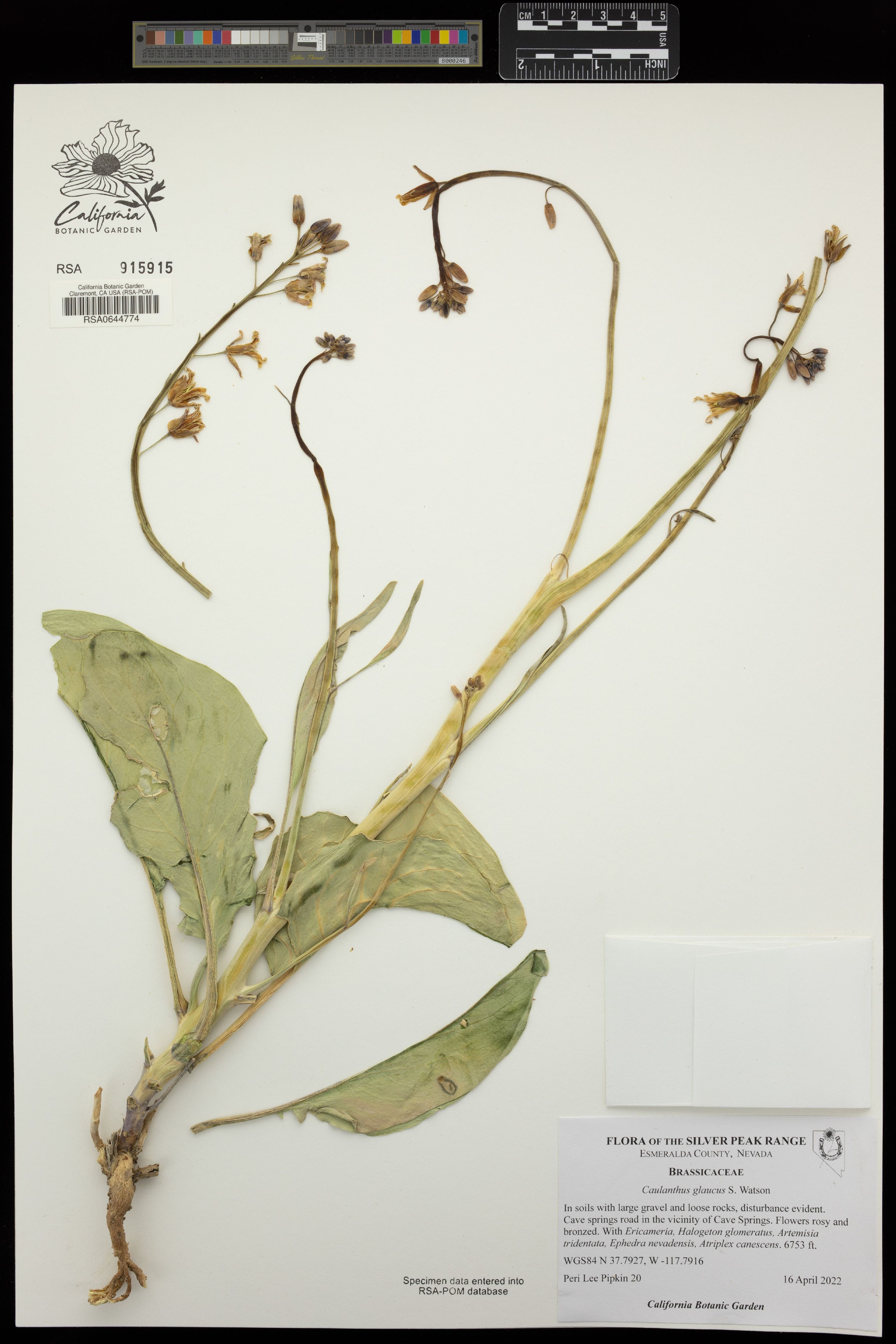 Caulanthus glaucus - 224