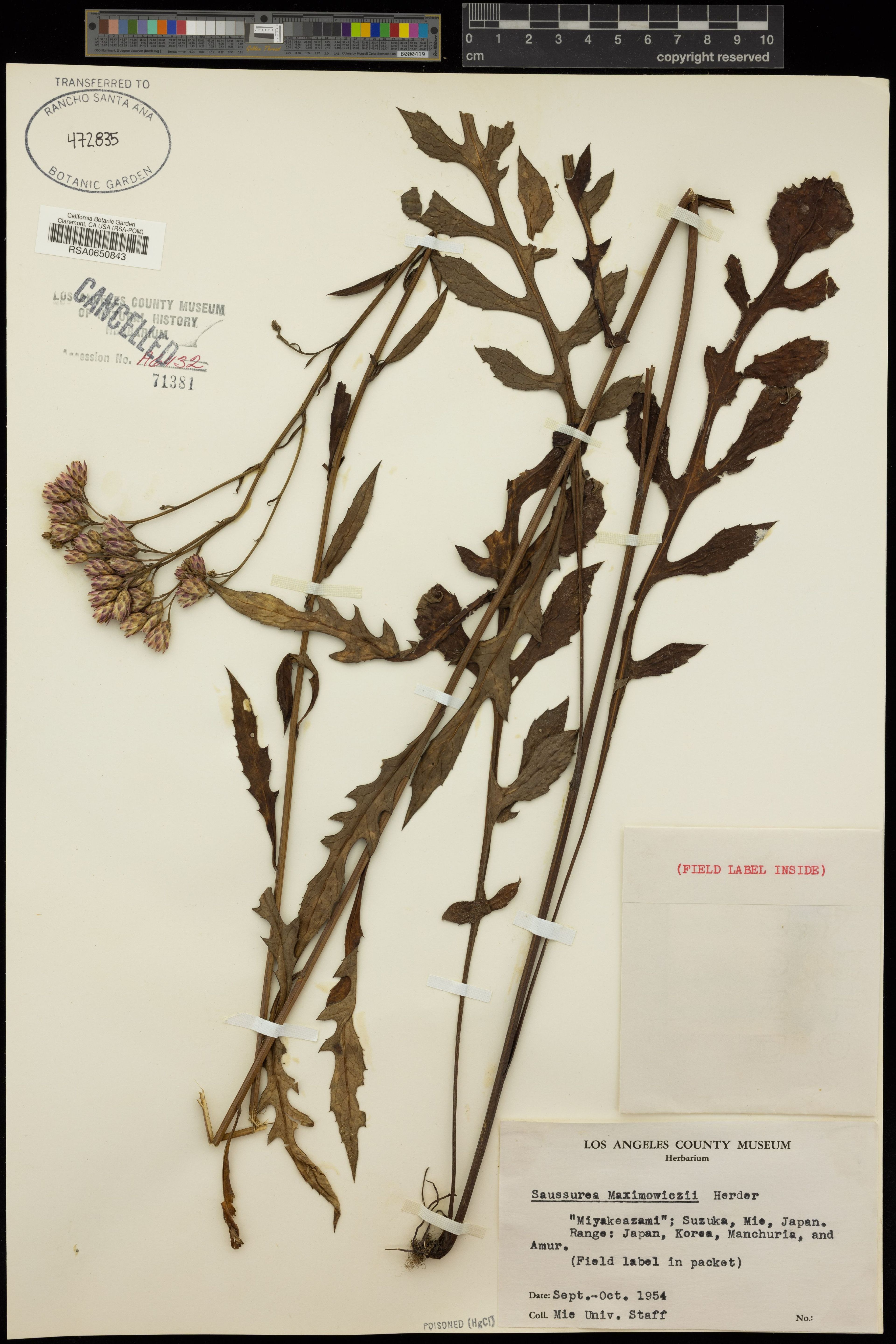 Saussurea maximowiczii - 58